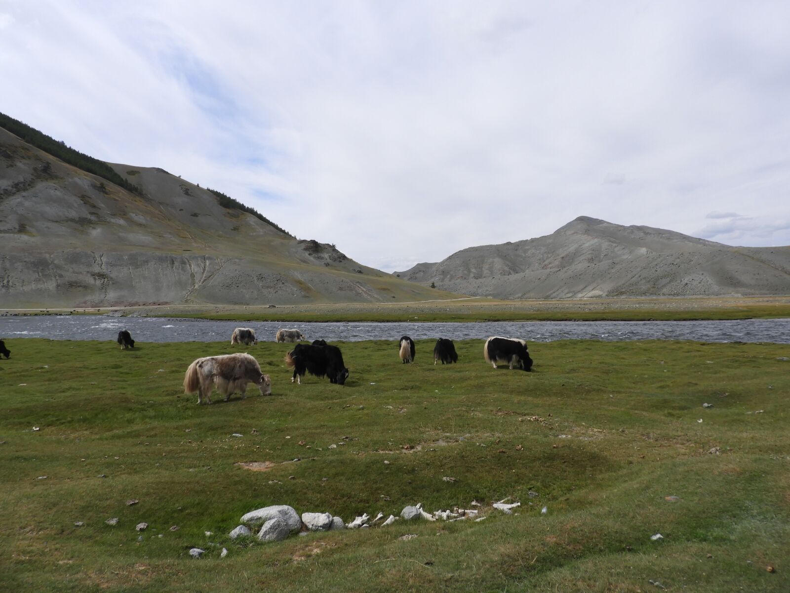 Nikon Coolpix B700 sample photo. Mongolia, yaki, summer photography