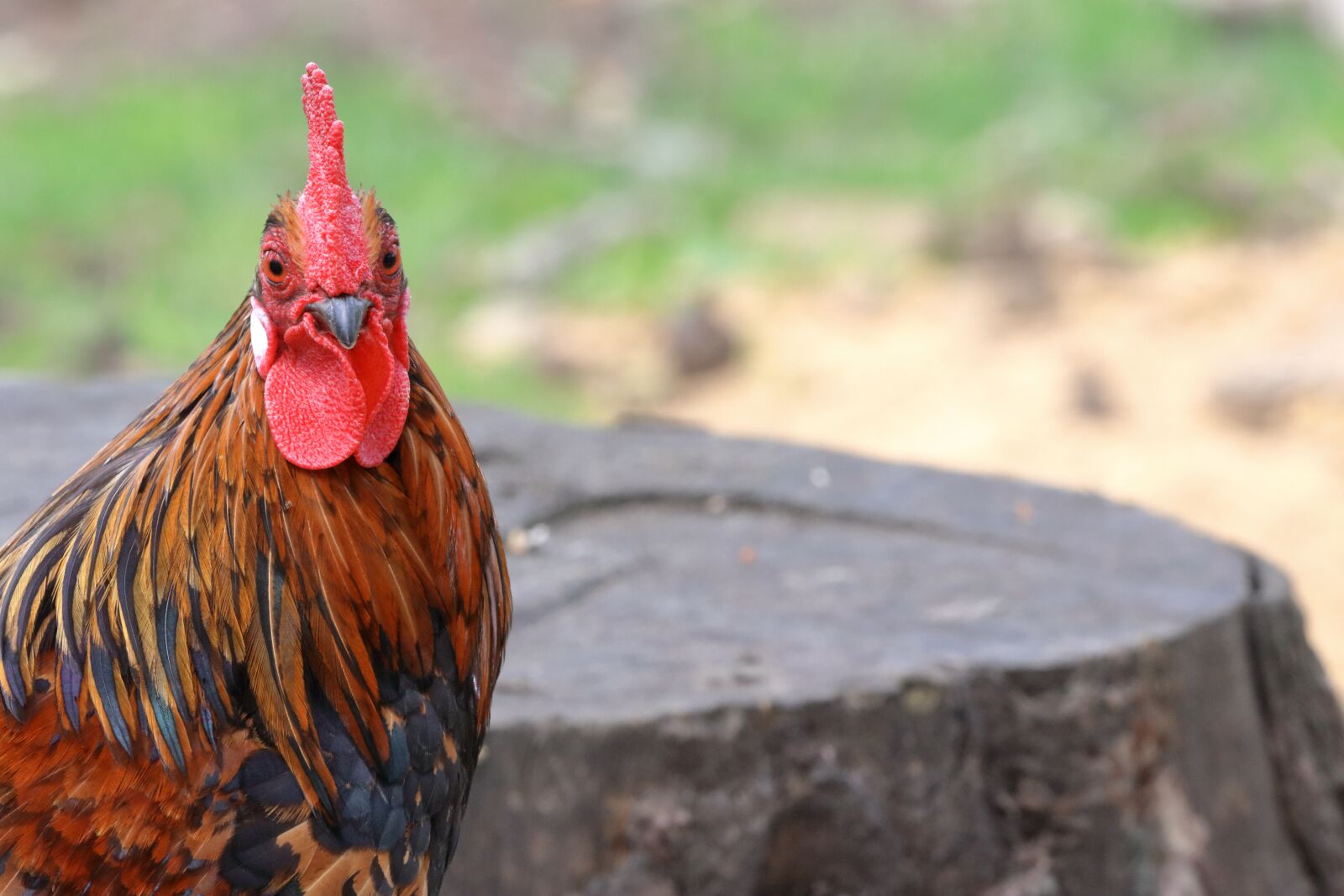150-600mm F5-6.3 DG OS HSM | Contemporary 015 sample photo. Hahn, mammal, bird photography