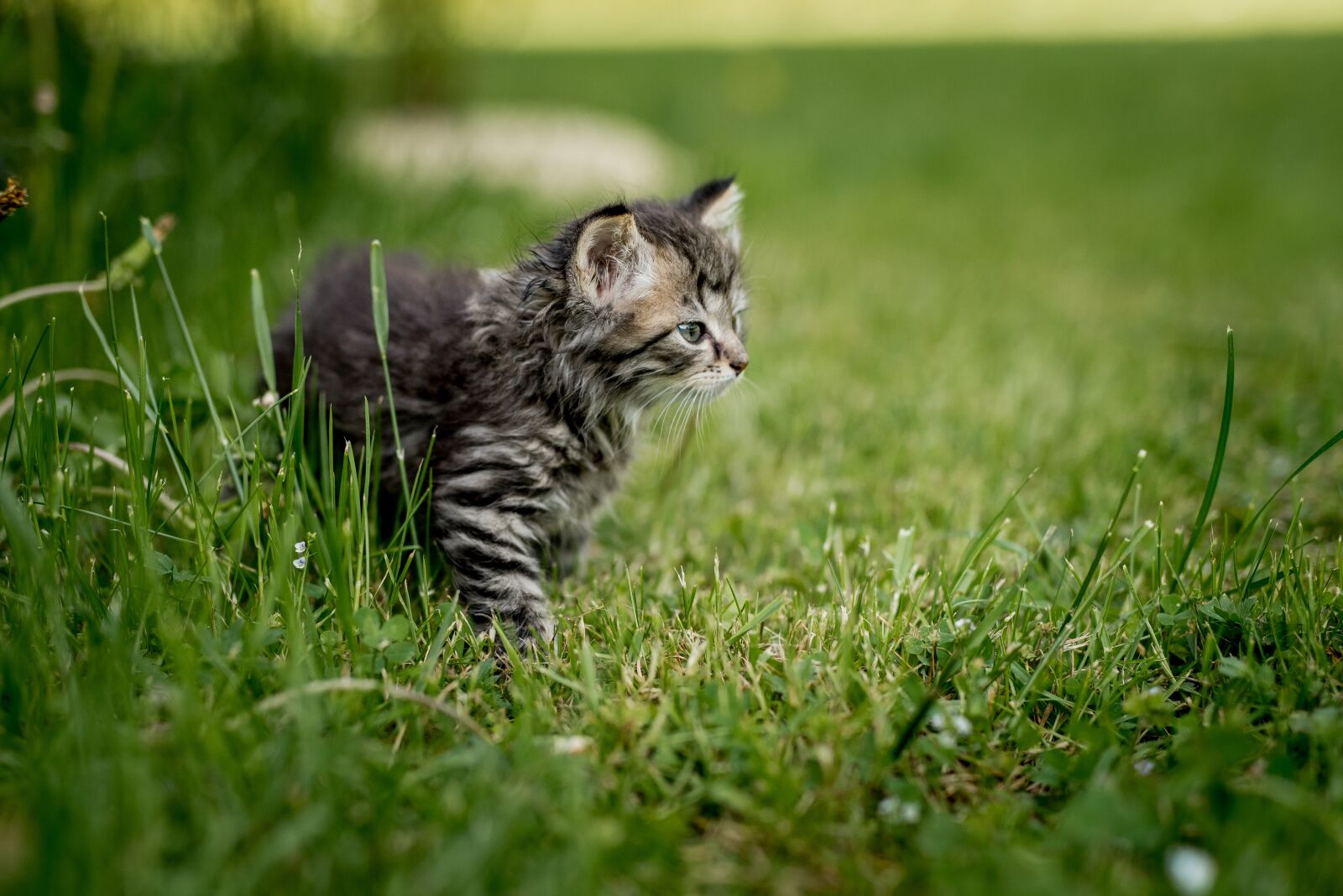 Nikon D810 sample photo. Kitten, summer, animal photography