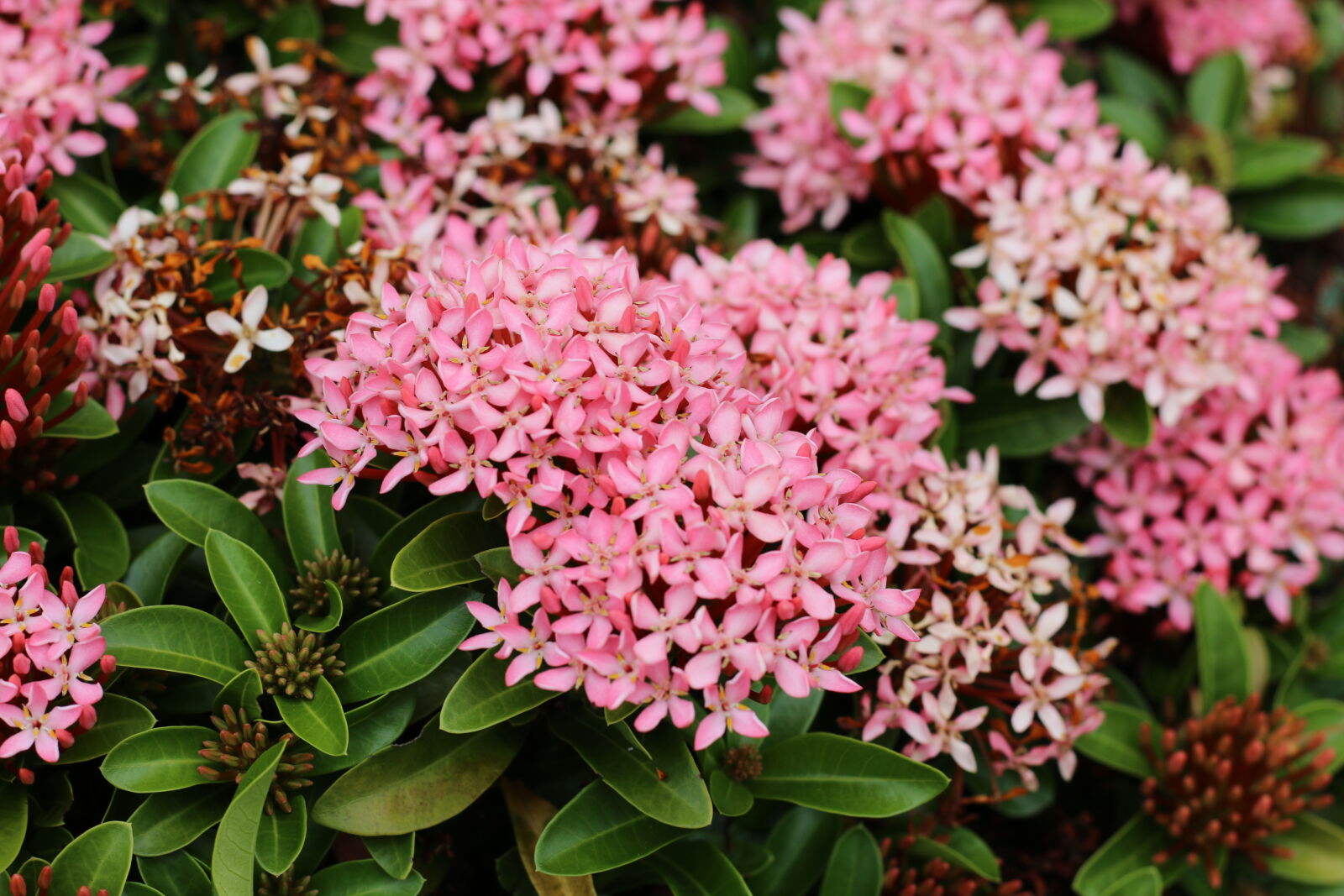 Canon EF 50mm F1.8 STM sample photo. Flower1_70d photography