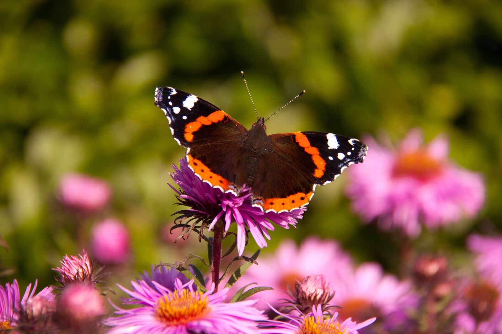 Canon EOS 50D sample photo. Butterfly, admiral, flower photography
