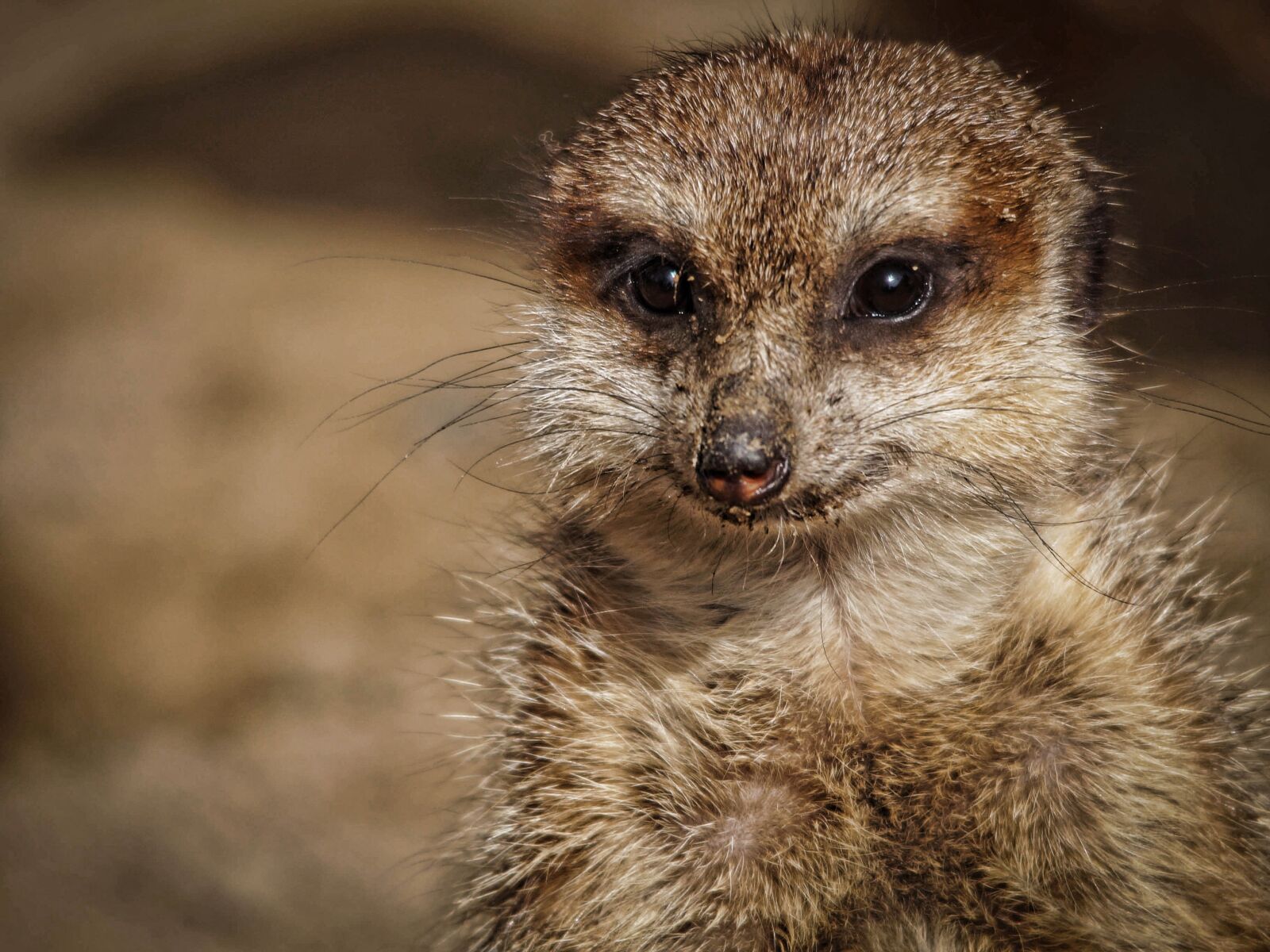 Sony SLT-A58 sample photo. Surykatka, zoo, mammal photography