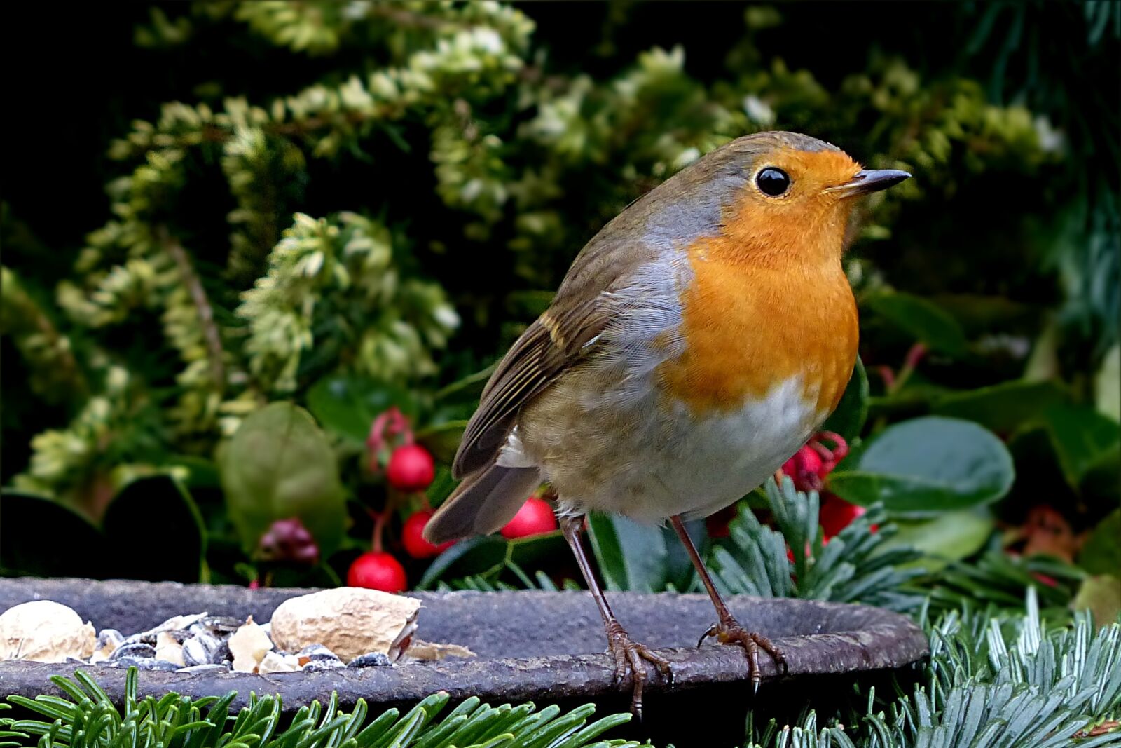 Panasonic Lumix DMC-FZ200 sample photo. Robin, erithacus rubecula, small photography