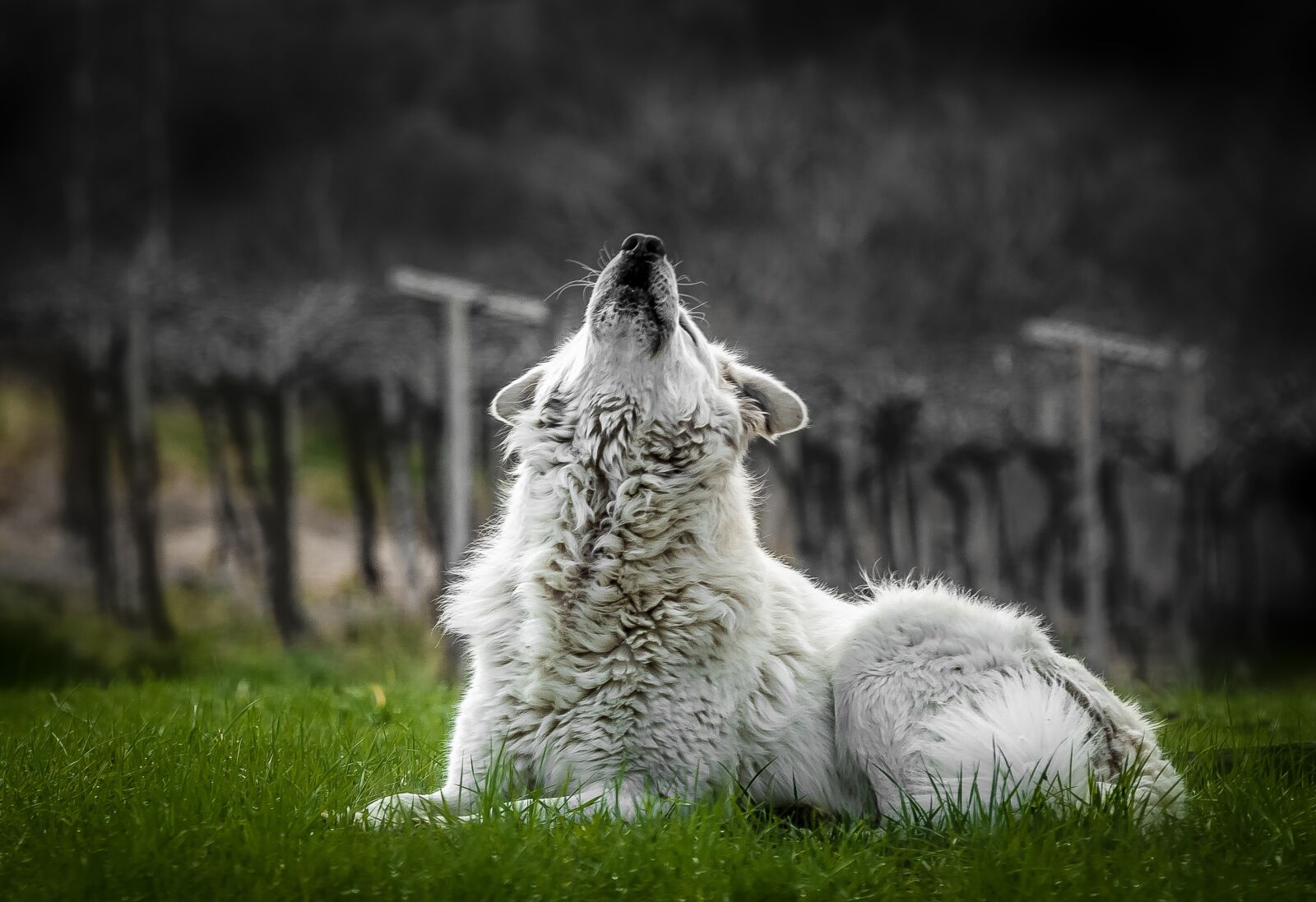 Tamron 70-210mm F4 Di VC USD sample photo. Dog, maremmano, mammal photography