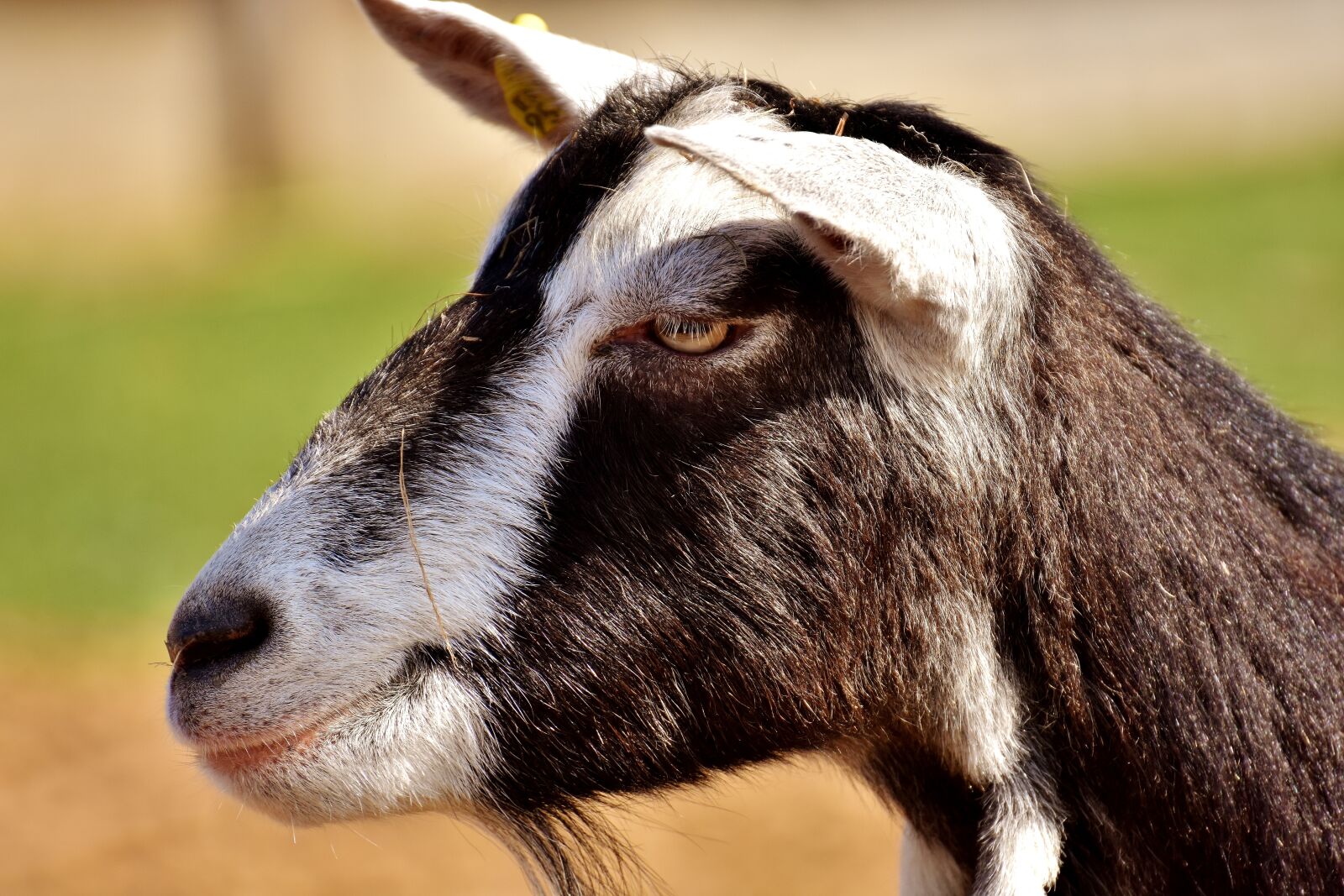 Nikon D7200 sample photo. Goat, animal, nature photography