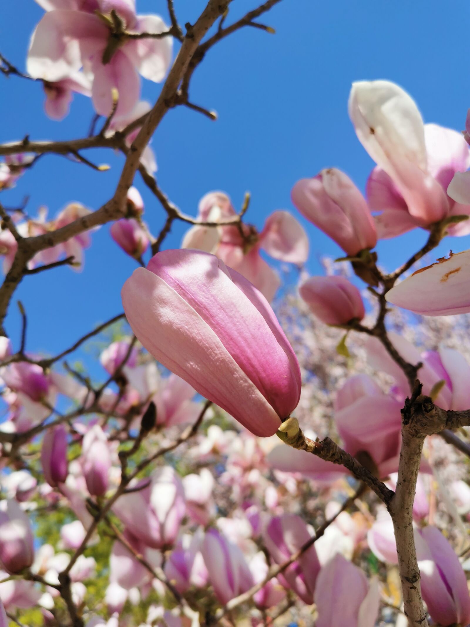 HUAWEI P30 sample photo. Magnolia, purple, flower photography