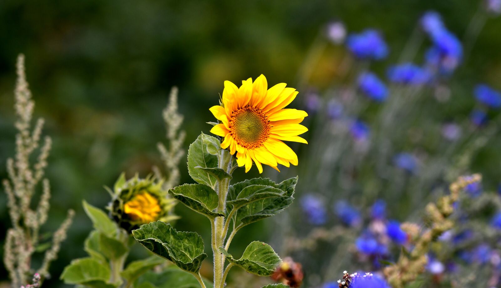 Nikon D500 sample photo. Sunflower, petals, seeds photography