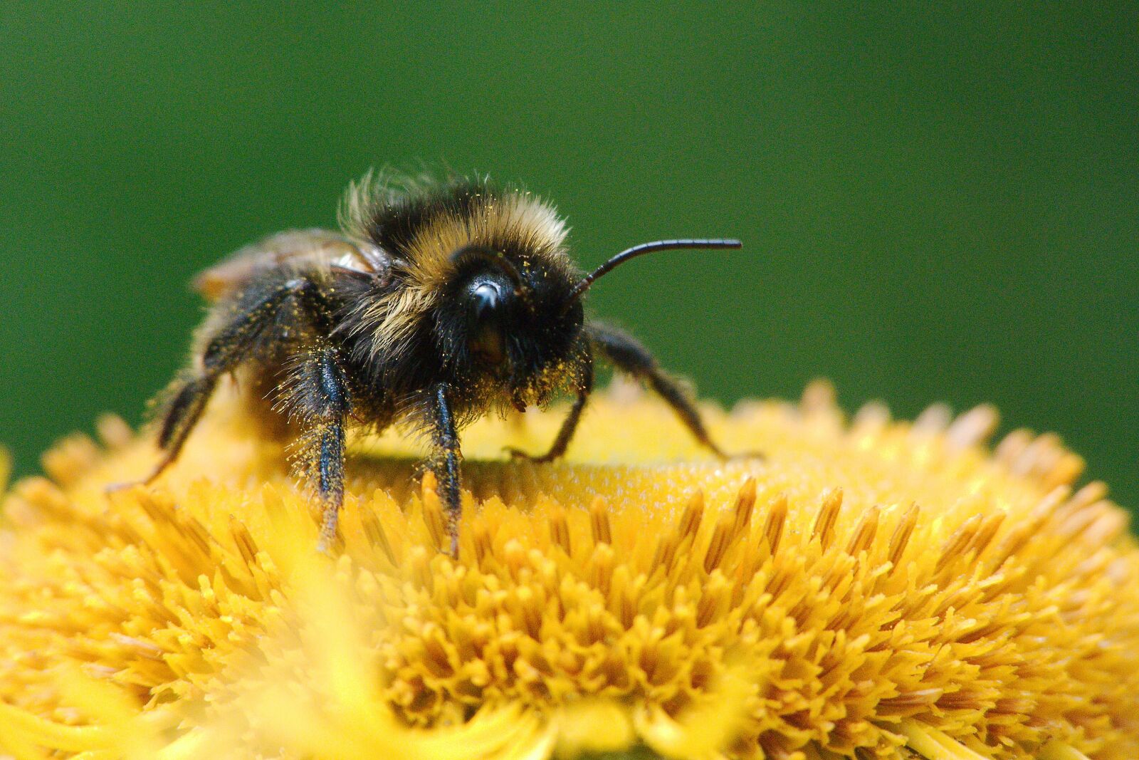 Panasonic Lumix DMC-FZ40 (Lumix DMC-FZ45) sample photo. Nature, insect, pollen photography