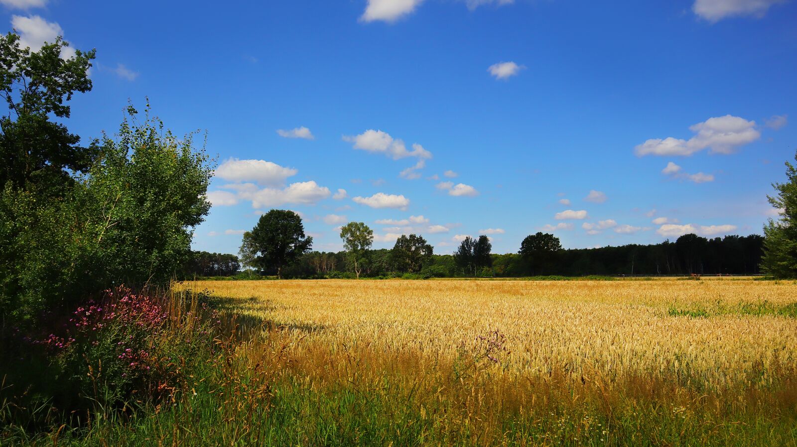 Canon EF-M 15-45mm F3.5-6.3 IS STM sample photo. Landscape, field, cornfield photography