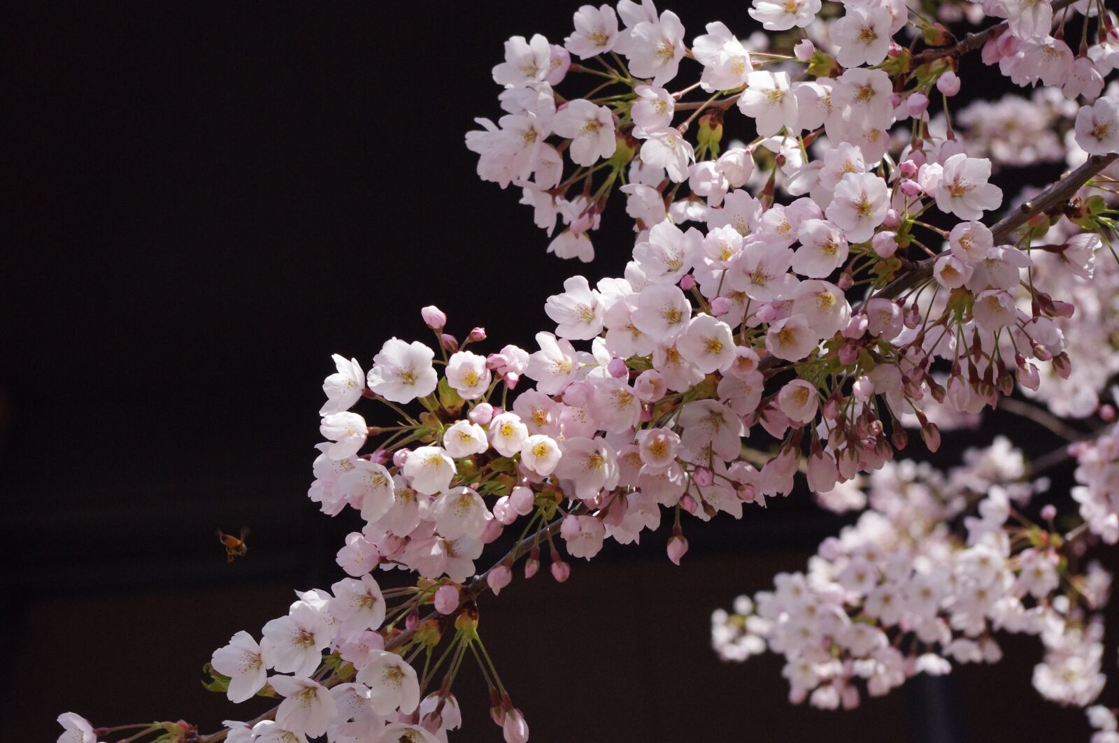 Pentax K-r sample photo. Sakura, flower, spring photography