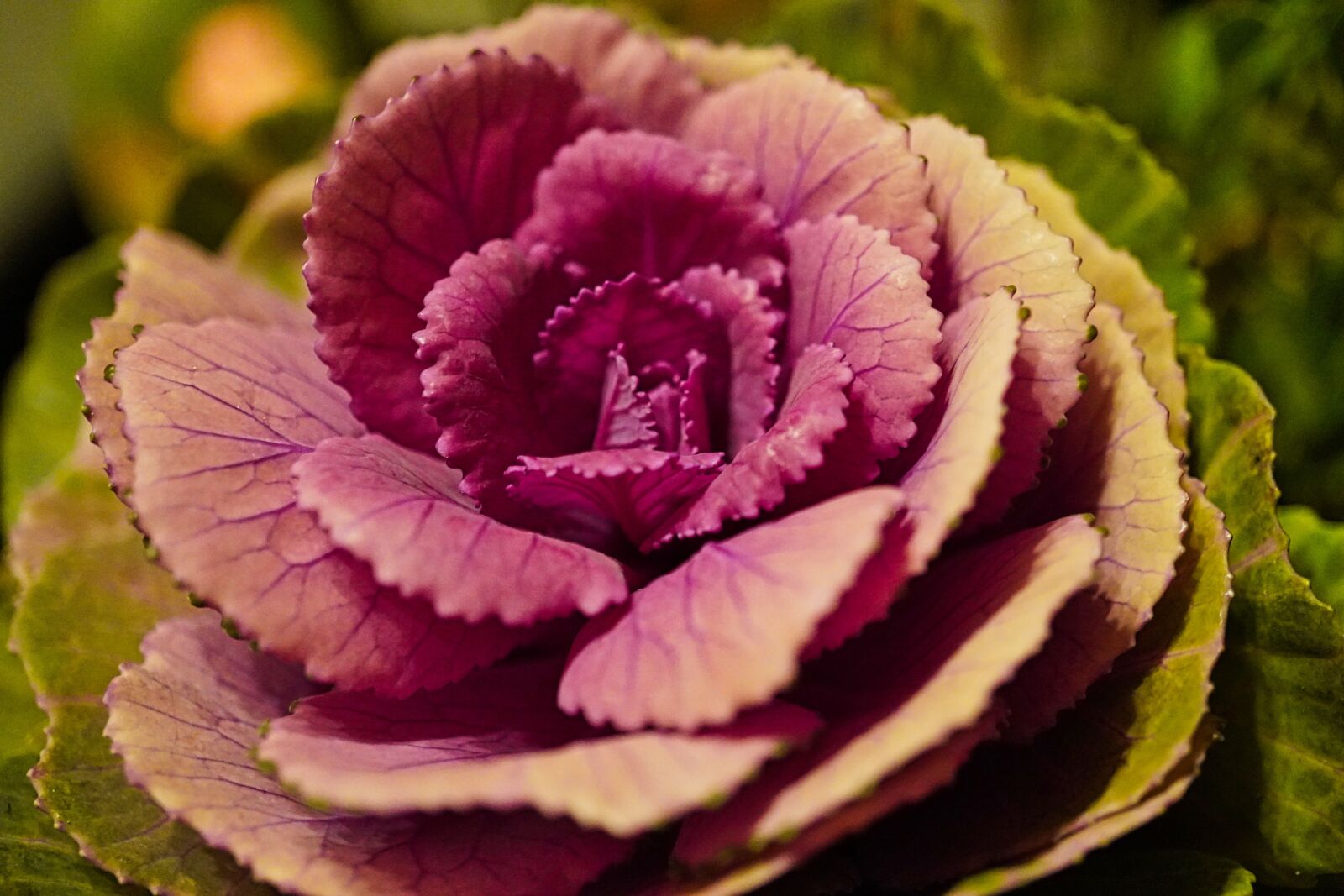 Sony E 30mm F3.5 Macro sample photo. Floribunda, flower, blossom photography