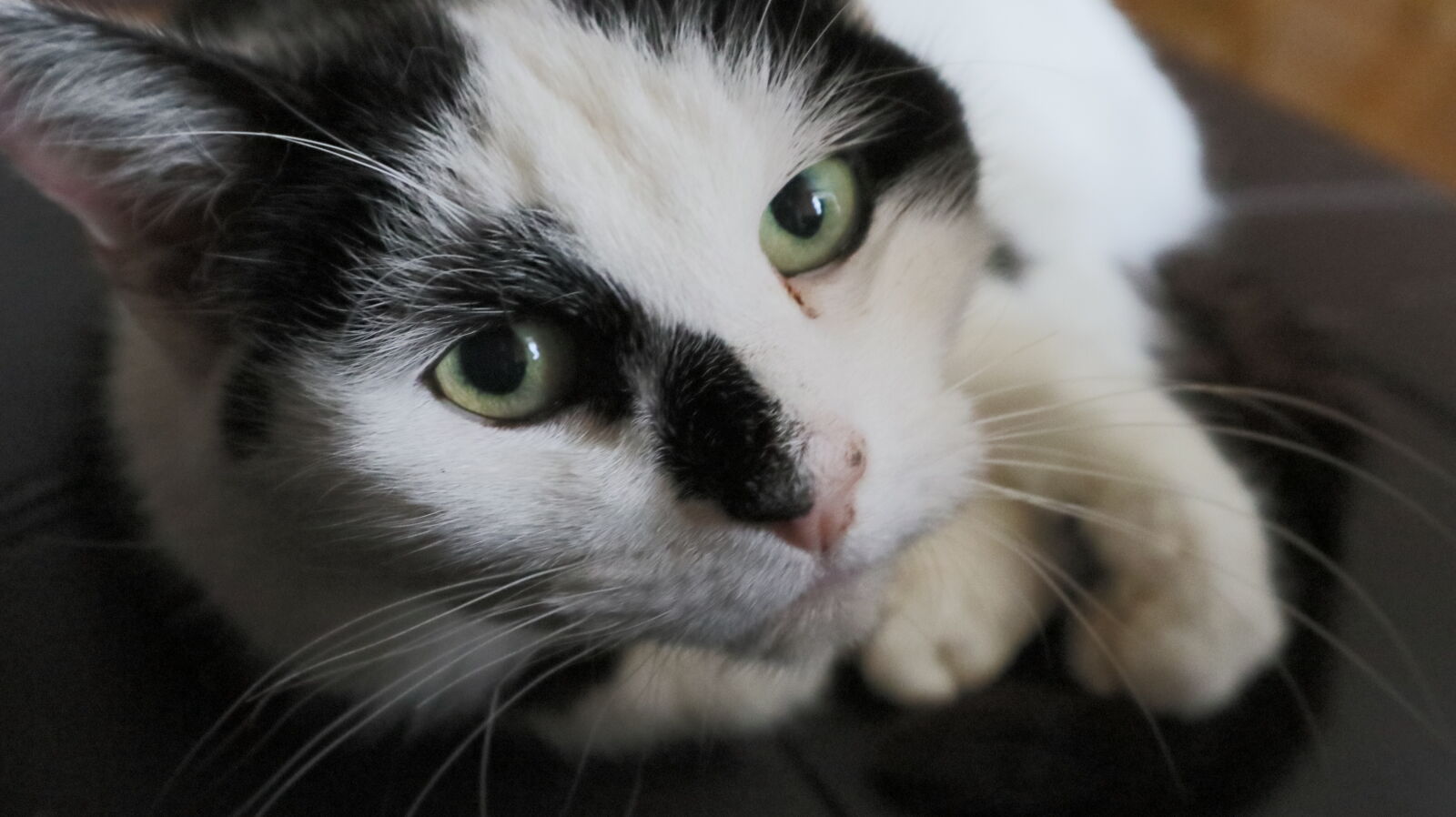 Canon EOS M6 sample photo. Big, eyes, cat, domestic photography