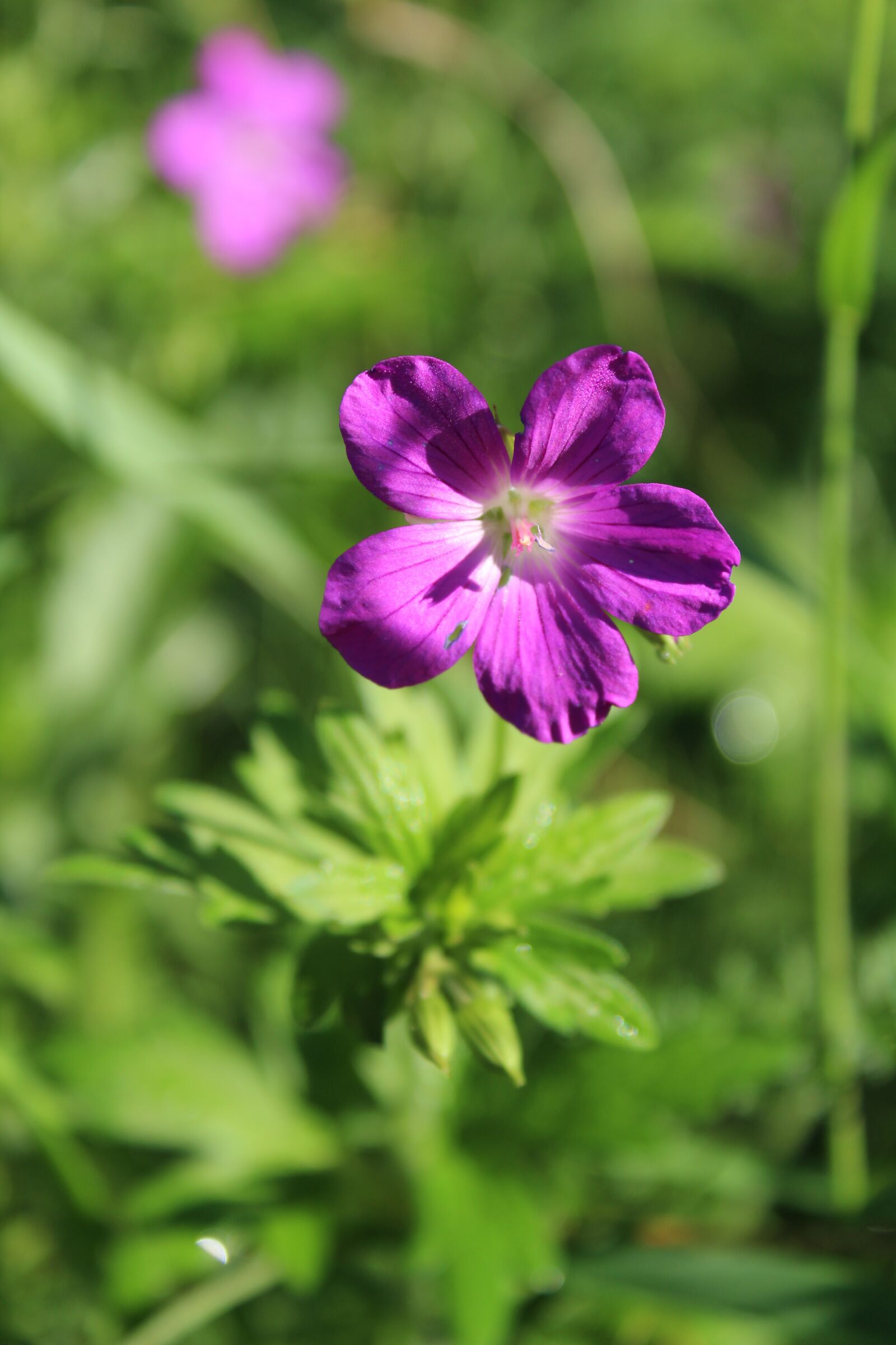 Canon EOS 1300D (EOS Rebel T6 / EOS Kiss X80) sample photo. Flower, nature, meadow photography