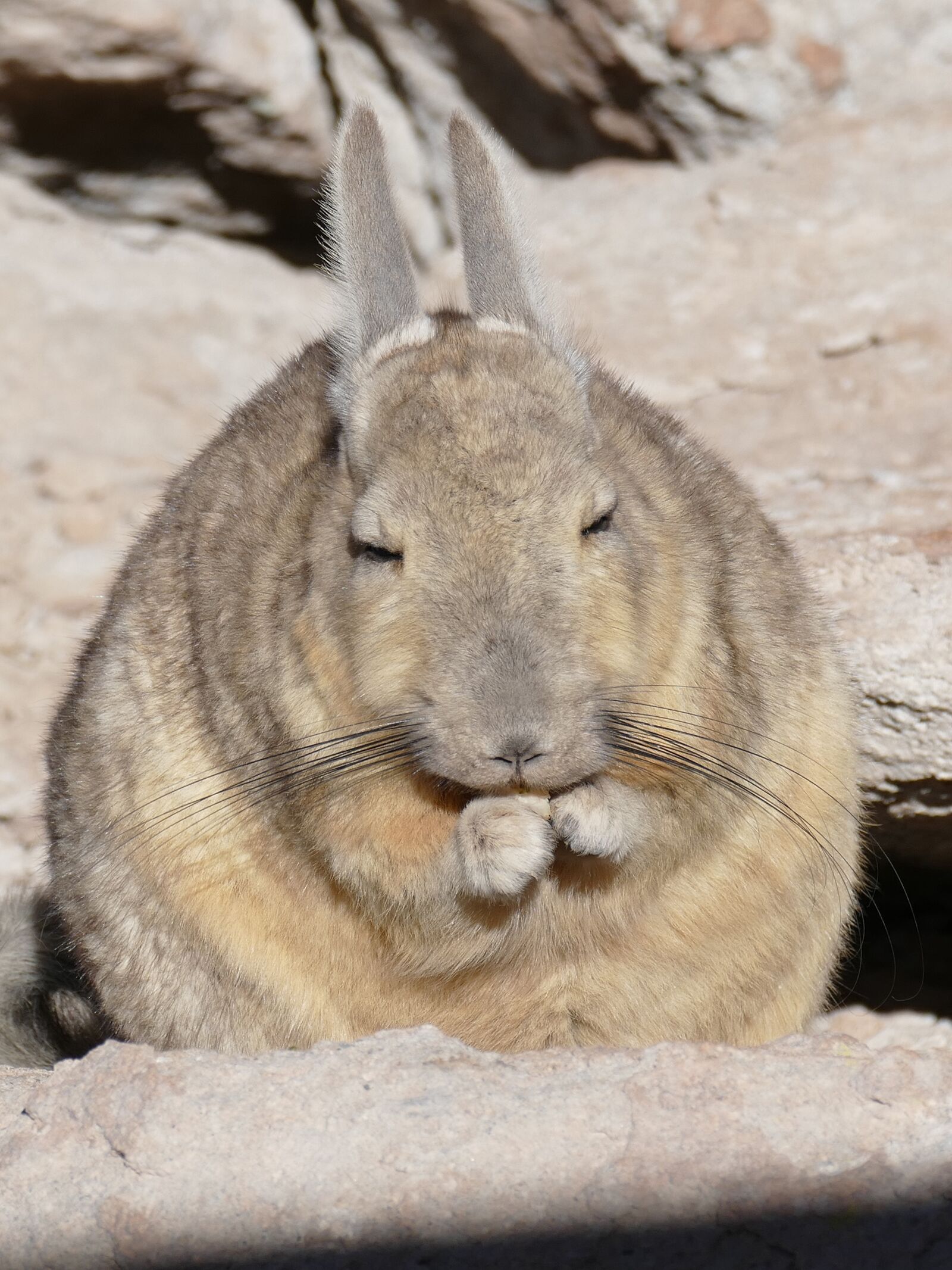Panasonic Lumix DMC-FZ1000 sample photo. Rodent, desert, bolivia photography