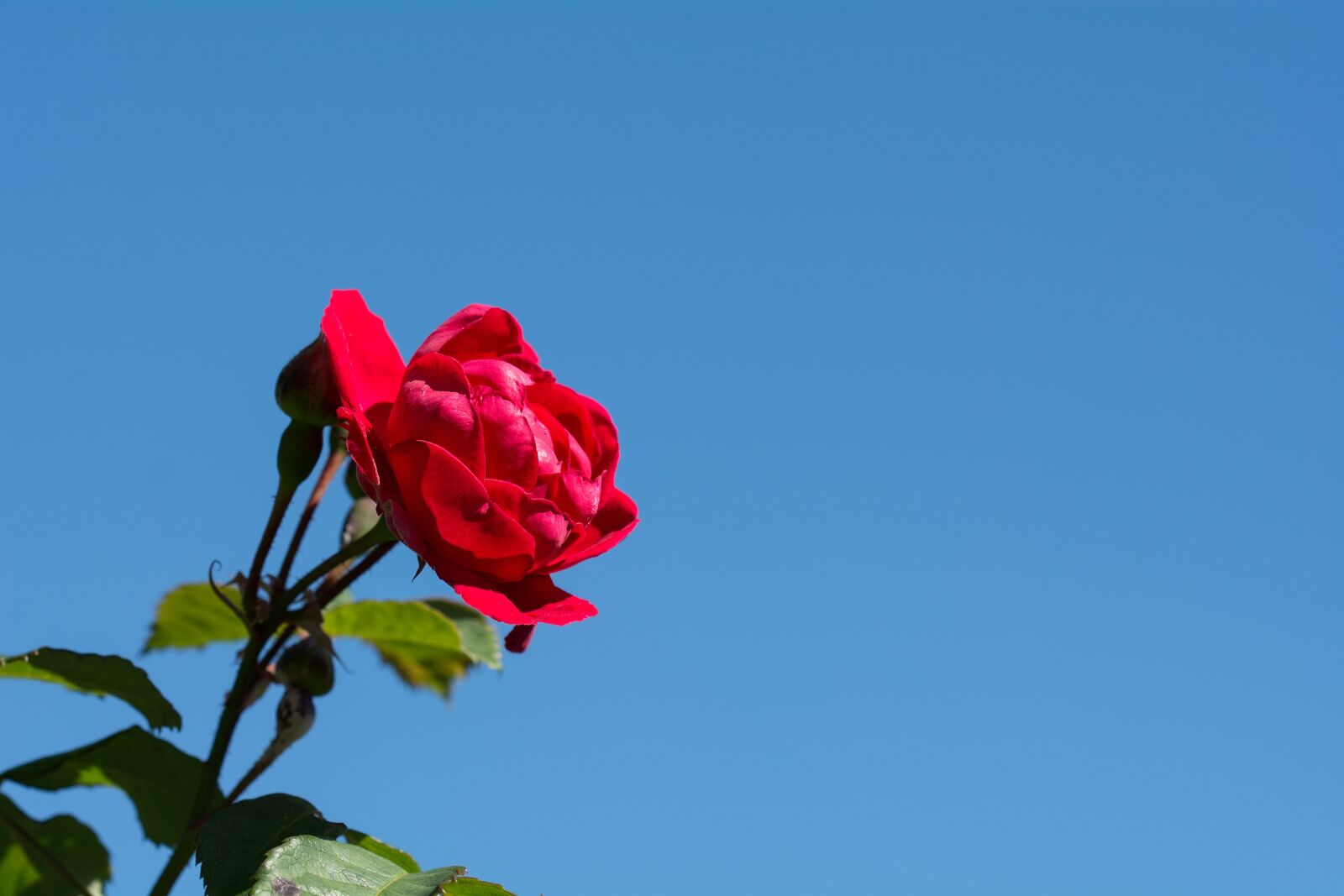 Nikon D7100 sample photo. Rose, flower, red photography