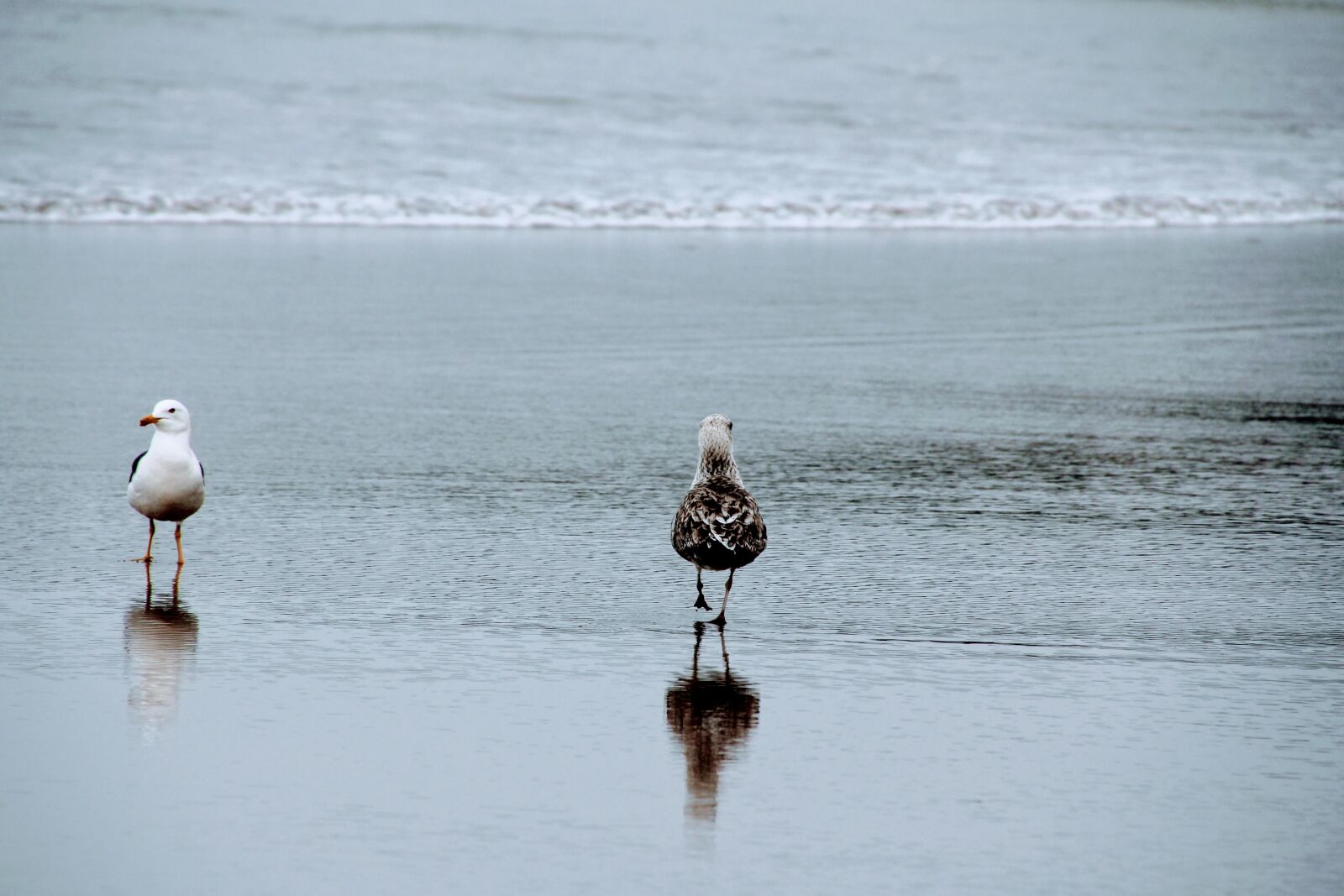 Canon EOS 60D sample photo. Seagull, beach, two photography