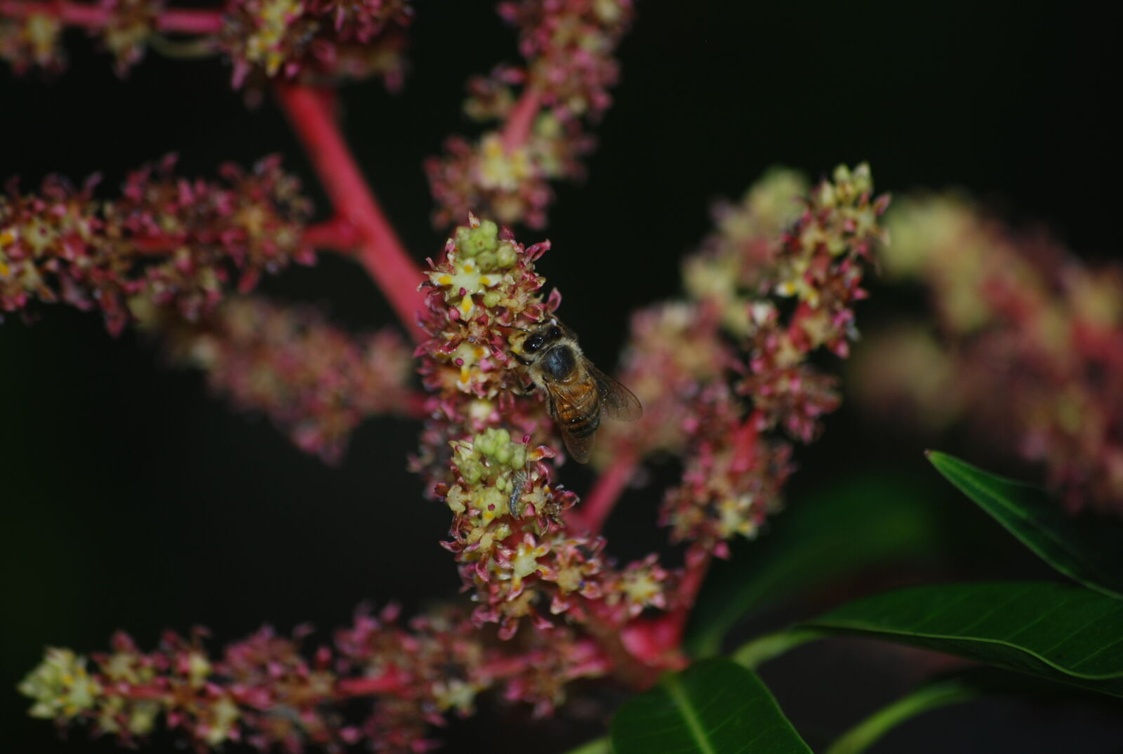 Nikon D60 sample photo. Bee, bees, flower, flowers photography