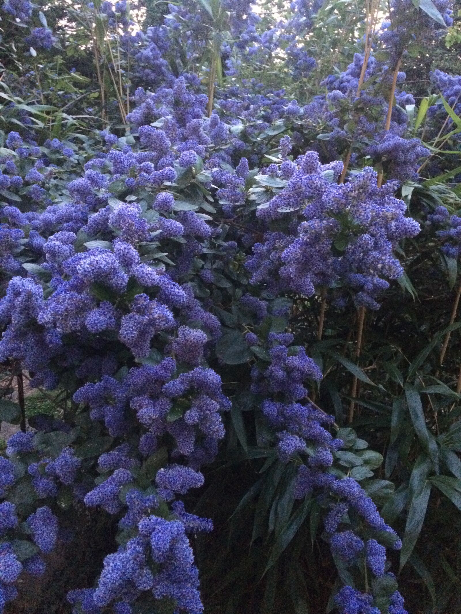 iPhone 5s back camera 4.15mm f/2.2 sample photo. Flowers, garden, spring photography