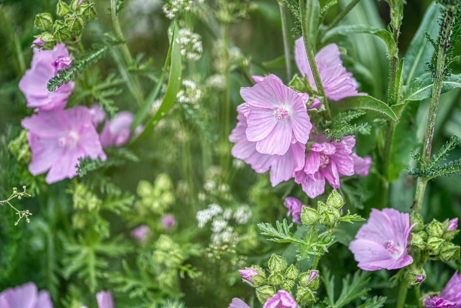 Nikon D750 sample photo. Geranium, cranesbill, geraniaceae photography