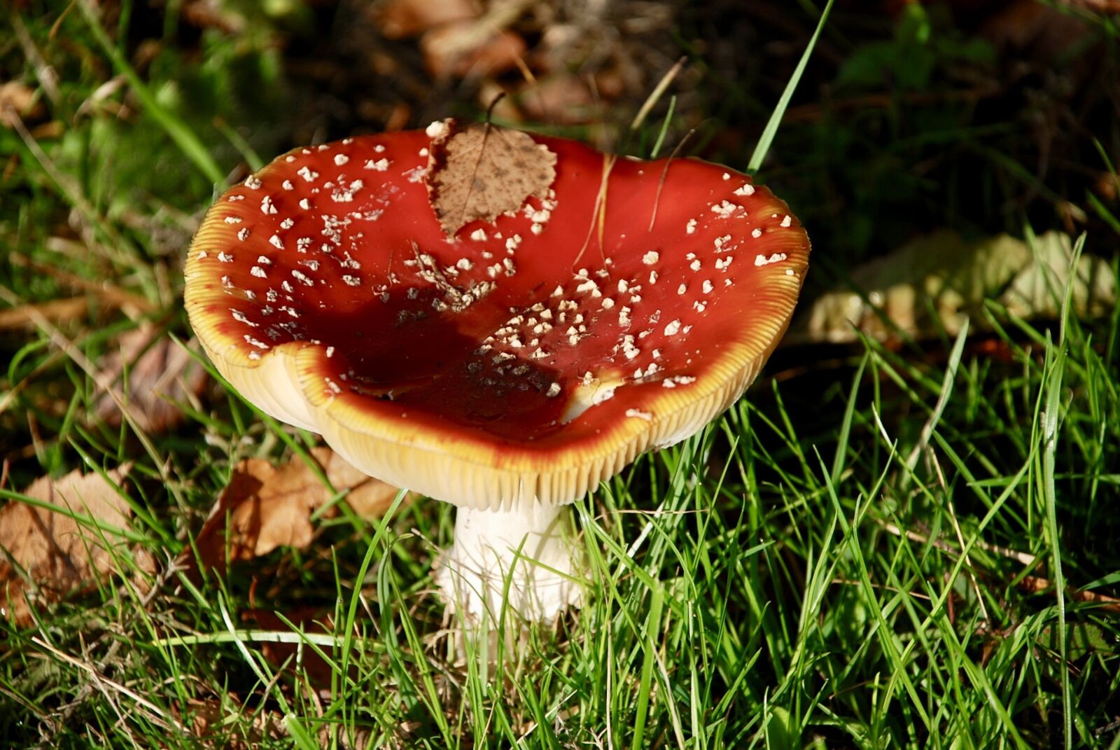 Nikon D80 sample photo. Nature, toadstool, autumn photography