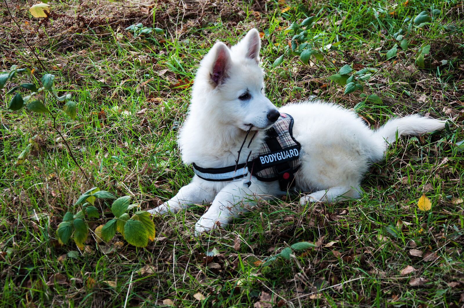 Nikon D5000 sample photo. Cute, nature, mammal photography