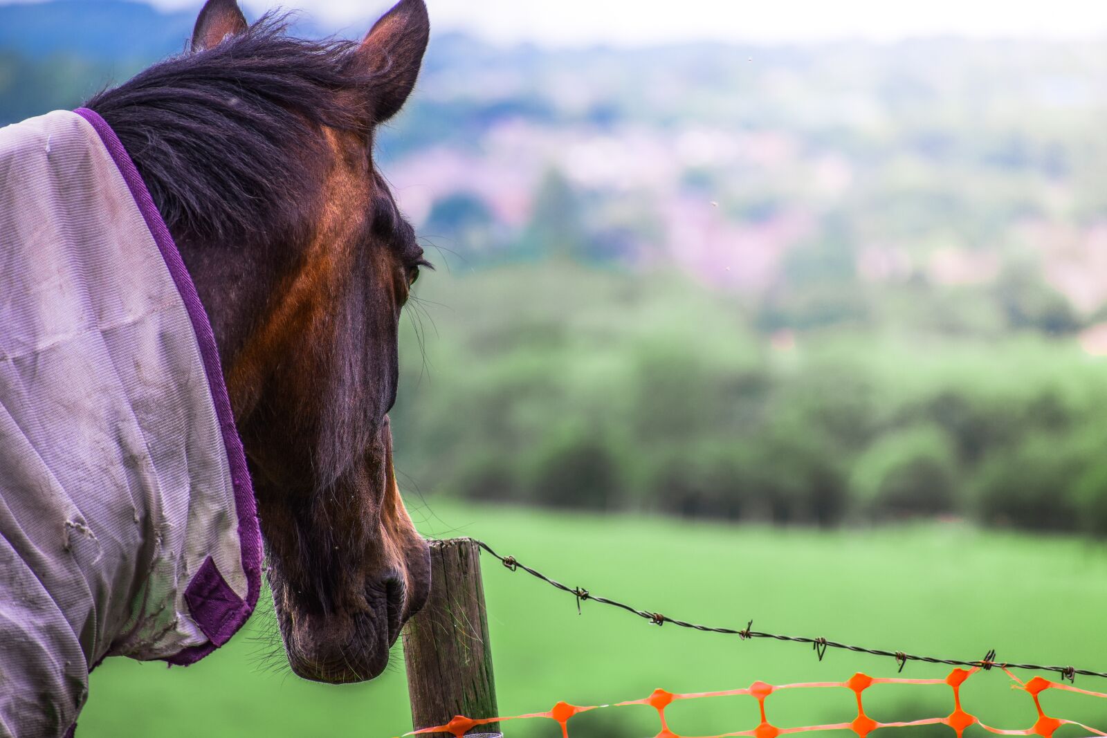 Nikon D3300 sample photo. Animal, back, background photography