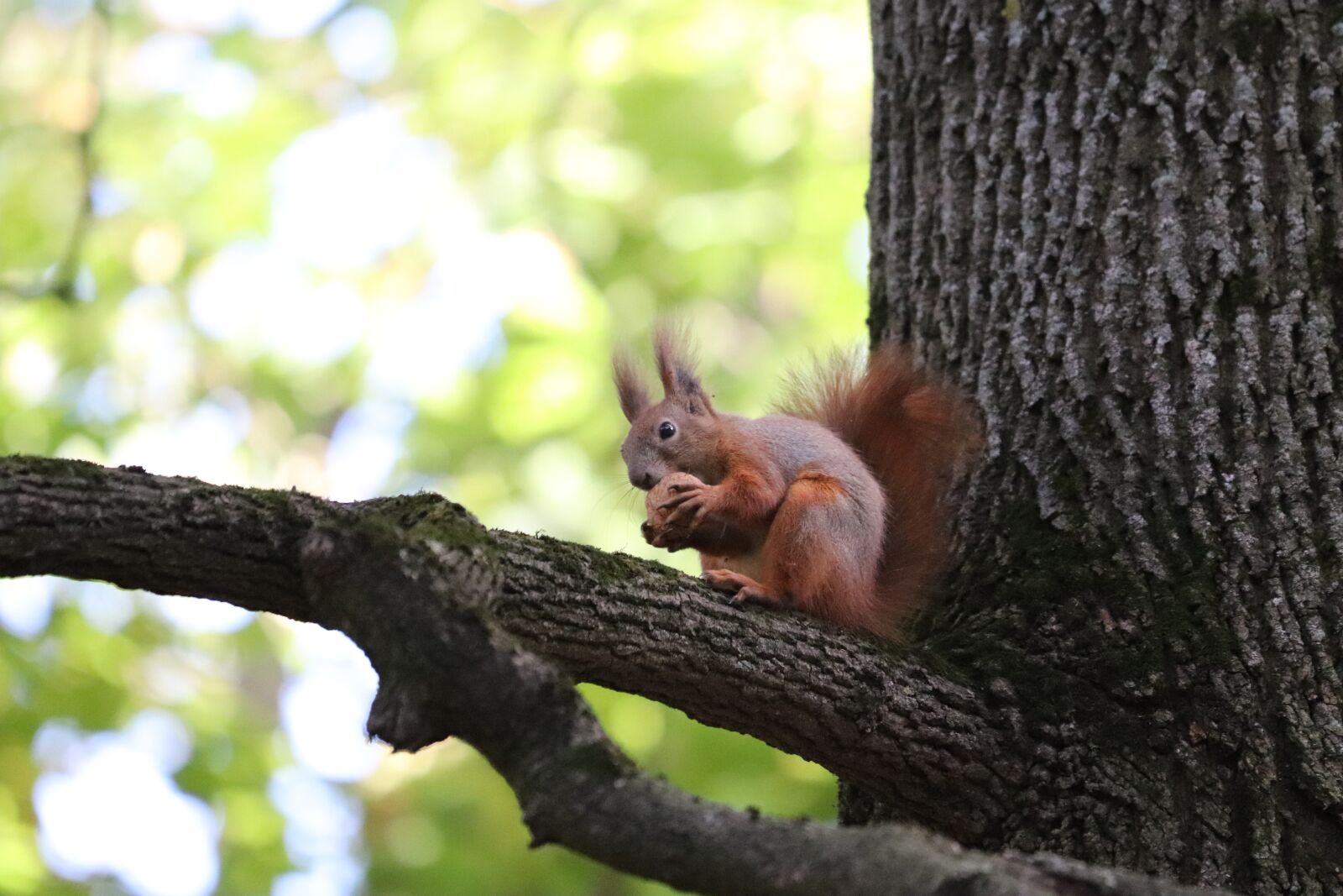 Canon EF 70-300 F4-5.6 IS II USM sample photo. Squirrel, nuts, tree photography
