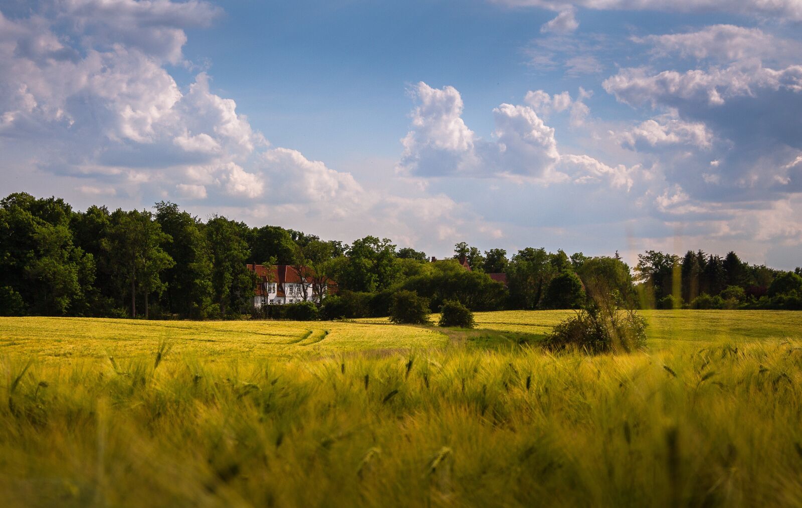 Canon EOS 700D (EOS Rebel T5i / EOS Kiss X7i) sample photo. Cornfield, landscape, agriculture photography