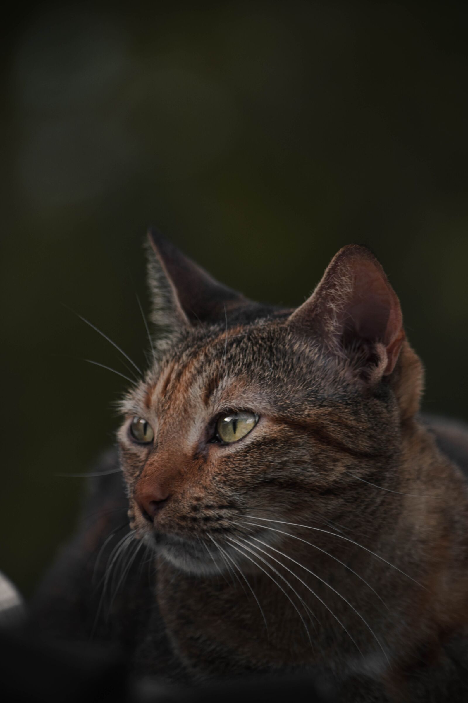 Nikon D5500 sample photo. Cats, cat, pets photography