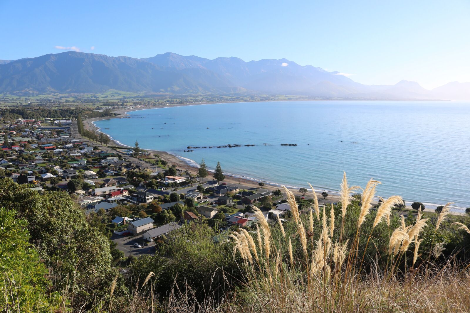 Canon EOS 750D (EOS Rebel T6i / EOS Kiss X8i) sample photo. Kaikoura, new zealand, toetoe photography