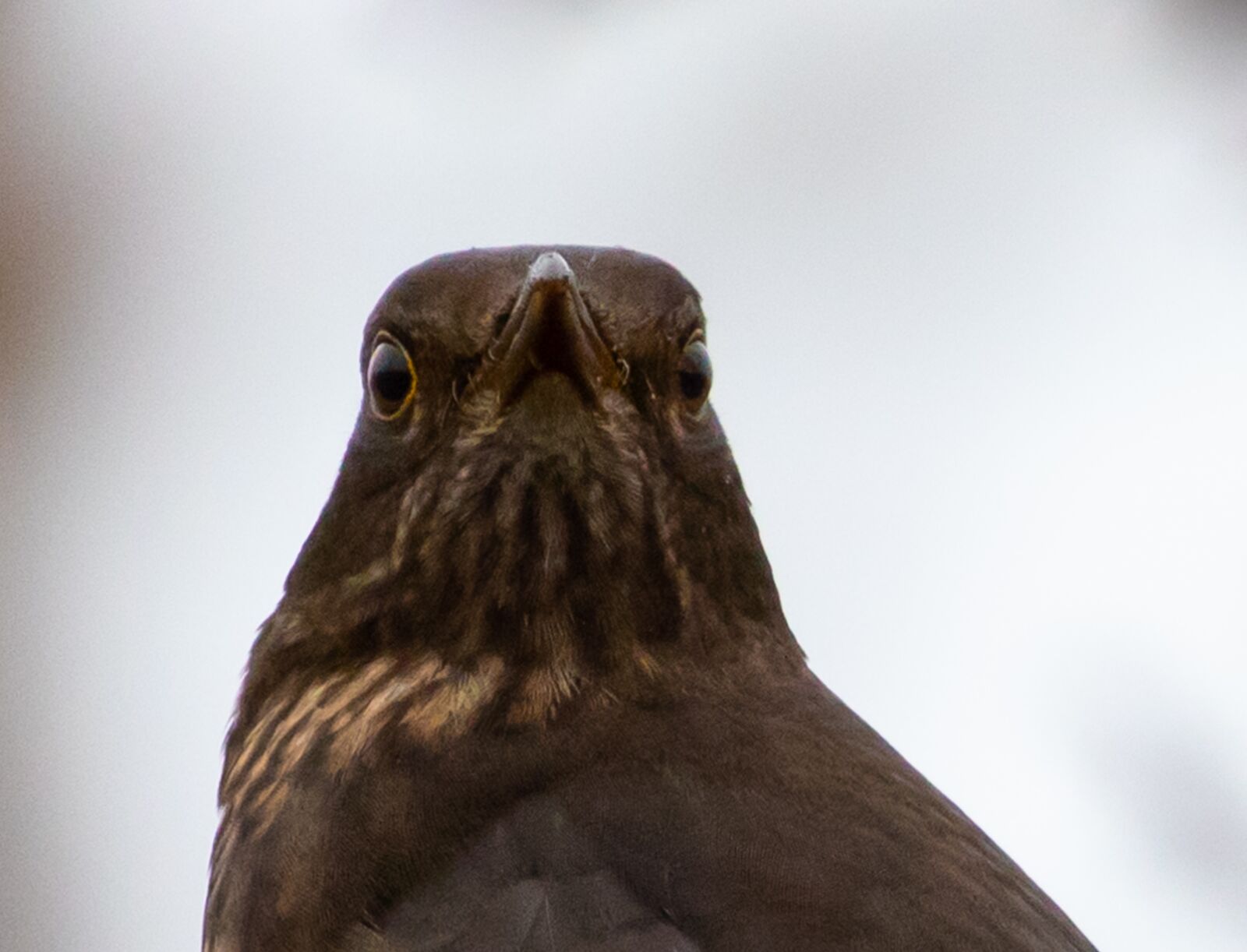 Canon EOS 7D Mark II sample photo. Female blackbird, blackbird, bird photography