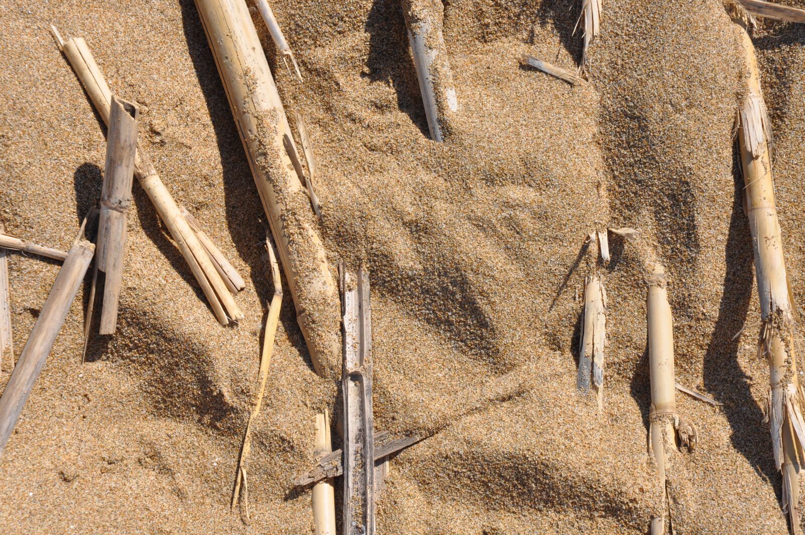 Nikon D90 sample photo. Sylt, mussels, sand photography