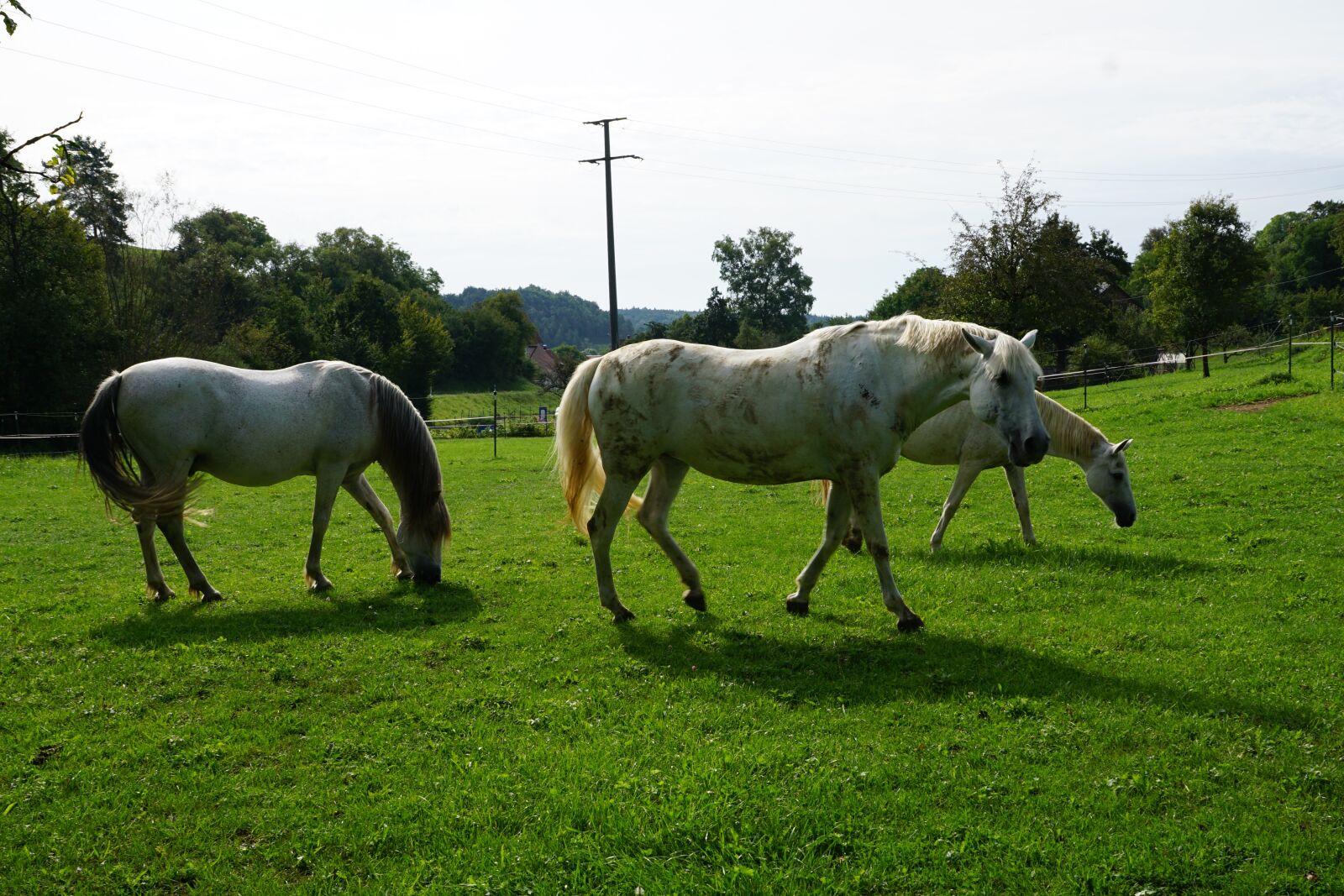 Sony ILCA-77M2 + Sony DT 16-50mm F2.8 SSM sample photo. Horses, mold, eye photography