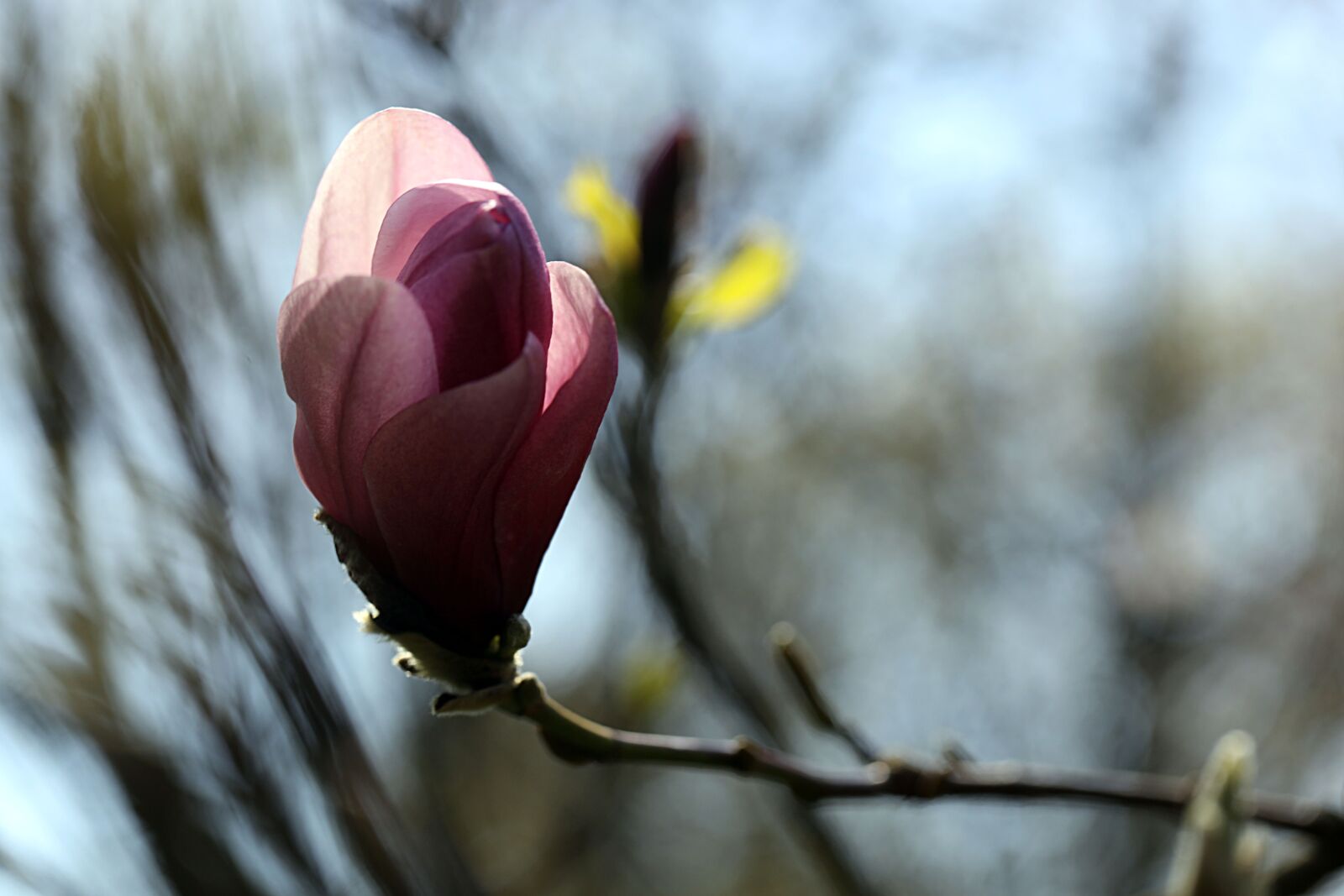Canon EOS R sample photo. Magnolia, pink, branch photography