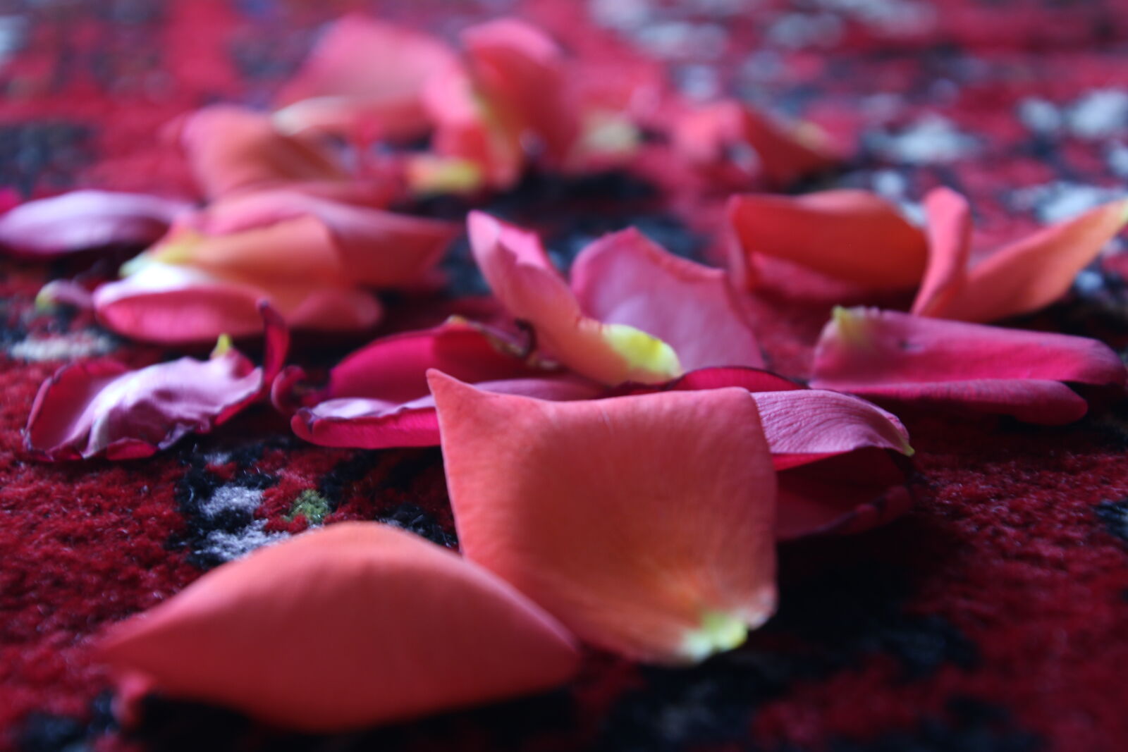 Canon EOS 7D Mark II sample photo. Carpet, colorful, date, garden photography