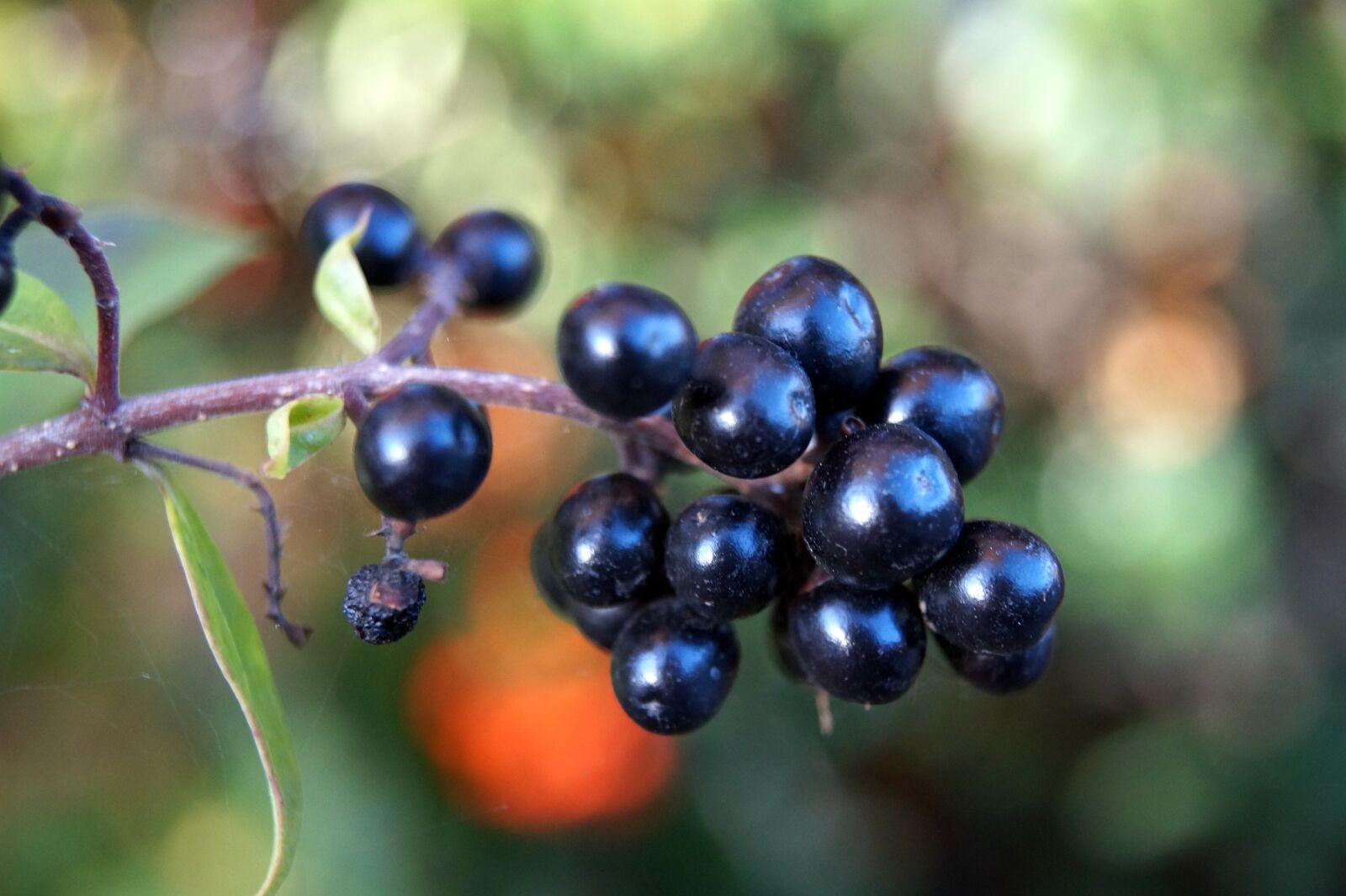 Sony DT 18-55mm F3.5-5.6 SAM II sample photo. Nature, plant, seasons photography