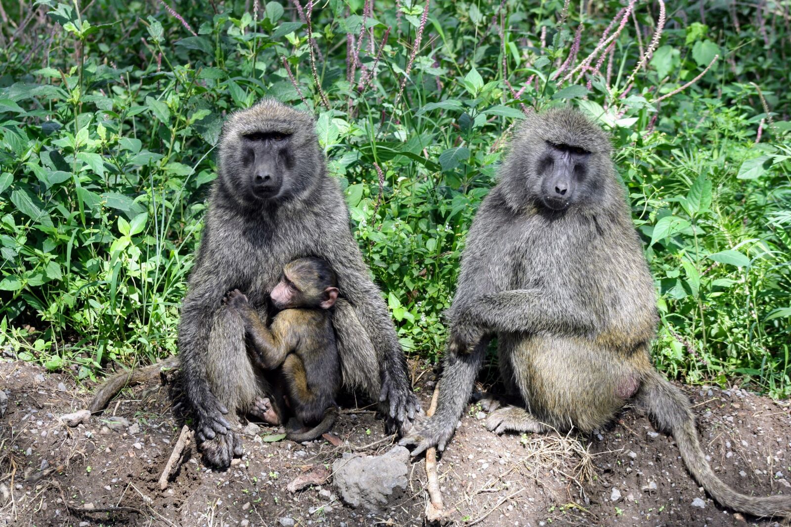 Canon EOS 1000D (EOS Digital Rebel XS / EOS Kiss F) sample photo. Wildlife, mammal, monkey photography