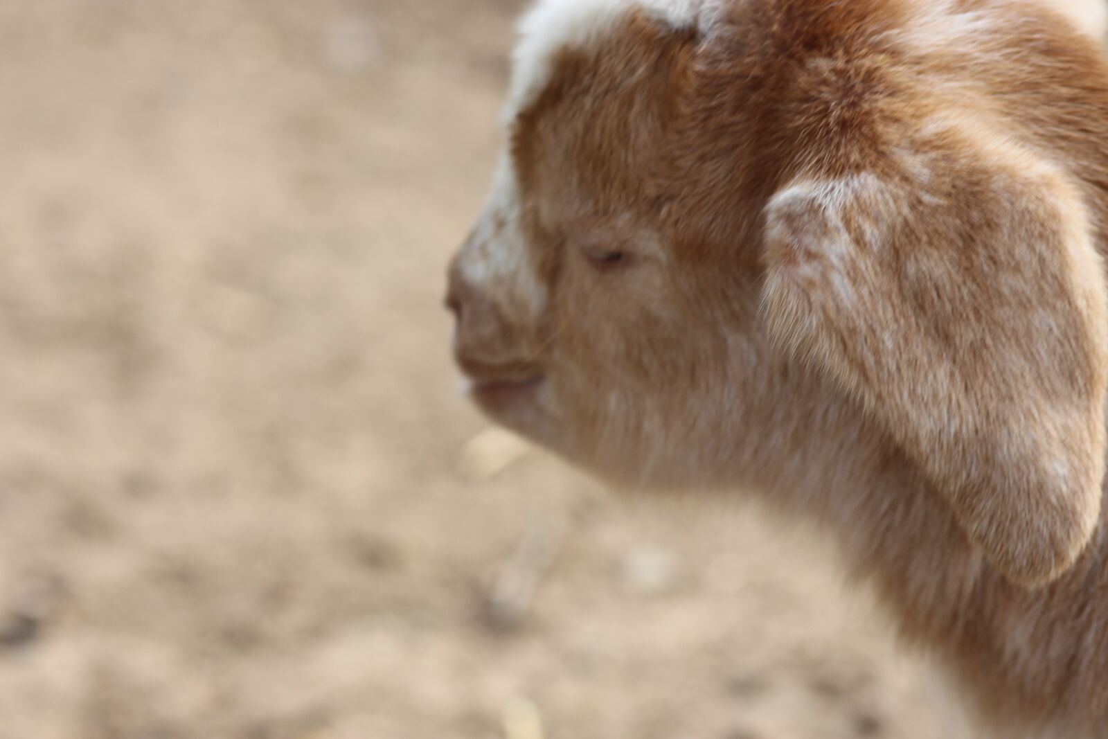 Canon EOS 700D (EOS Rebel T5i / EOS Kiss X7i) + Canon EF 100mm F2.0 USM sample photo. Goat, baby, animal photography