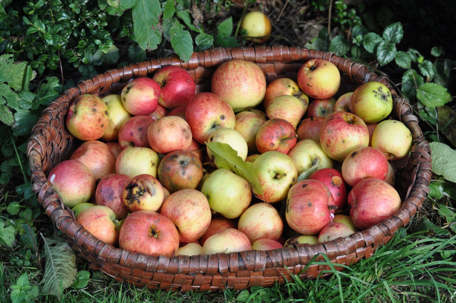 Nikon D90 sample photo. Apple, fruit, fresh photography