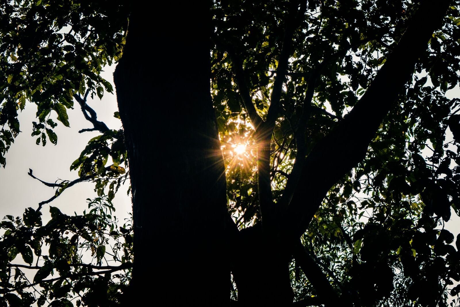 Nikon D5200 sample photo. Light, sun, rays photography
