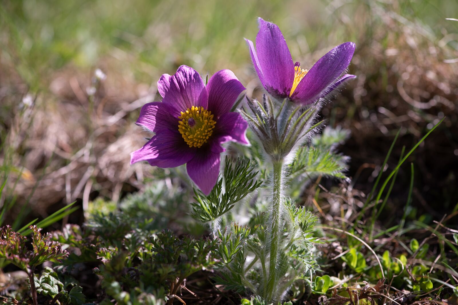Nikon D750 sample photo. Anemone, flower, purple anemone photography