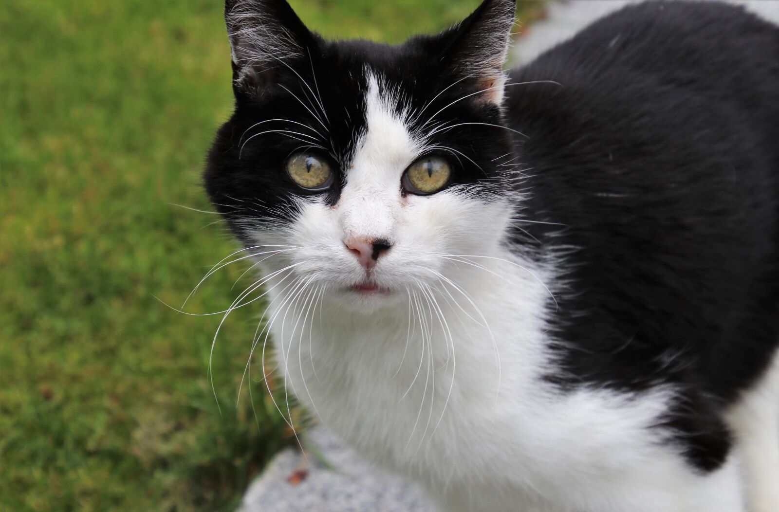 Canon EOS 80D sample photo. Tomcat, eyes, mustache photography