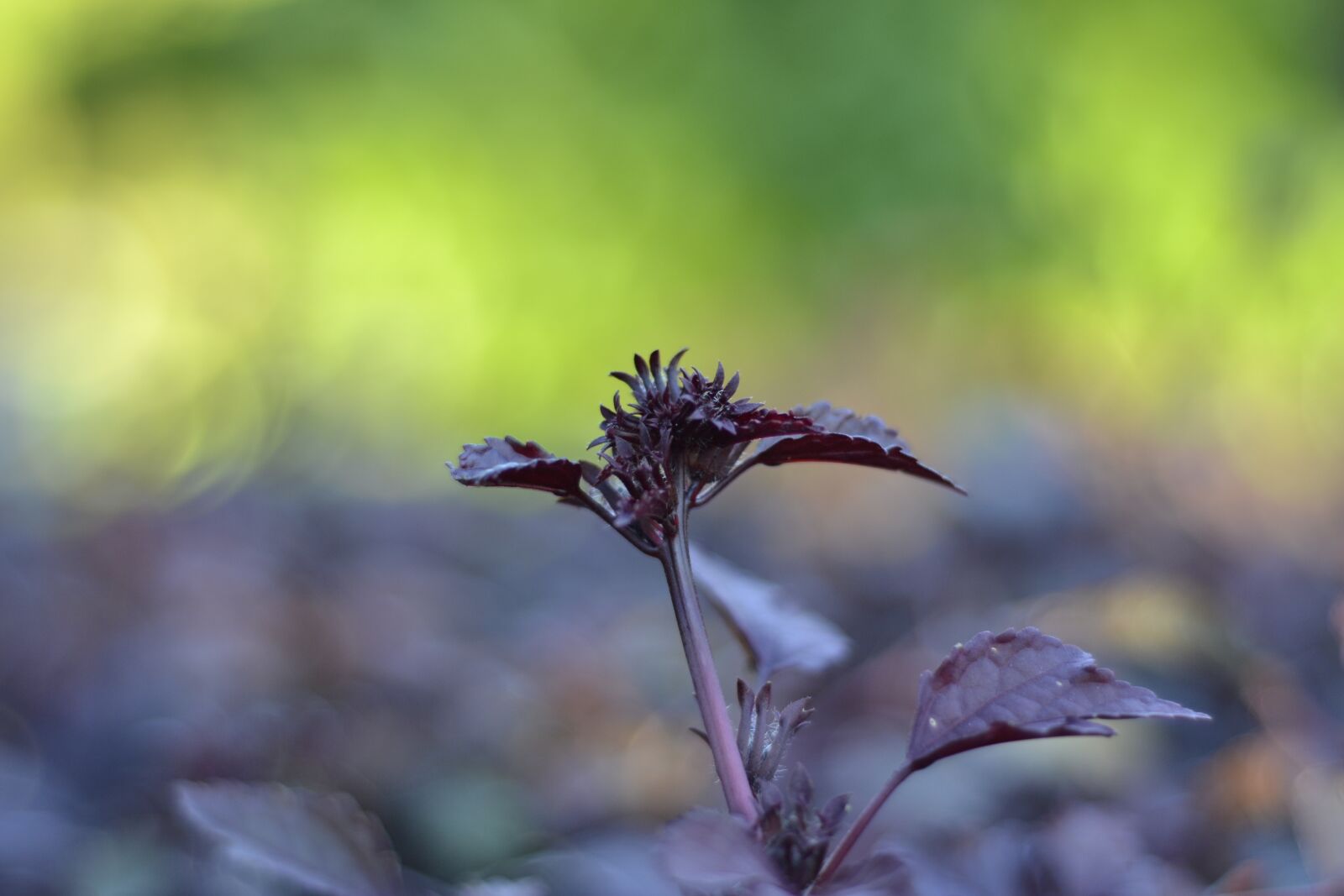 Nikon D3100 sample photo. Bud, purple, nature photography