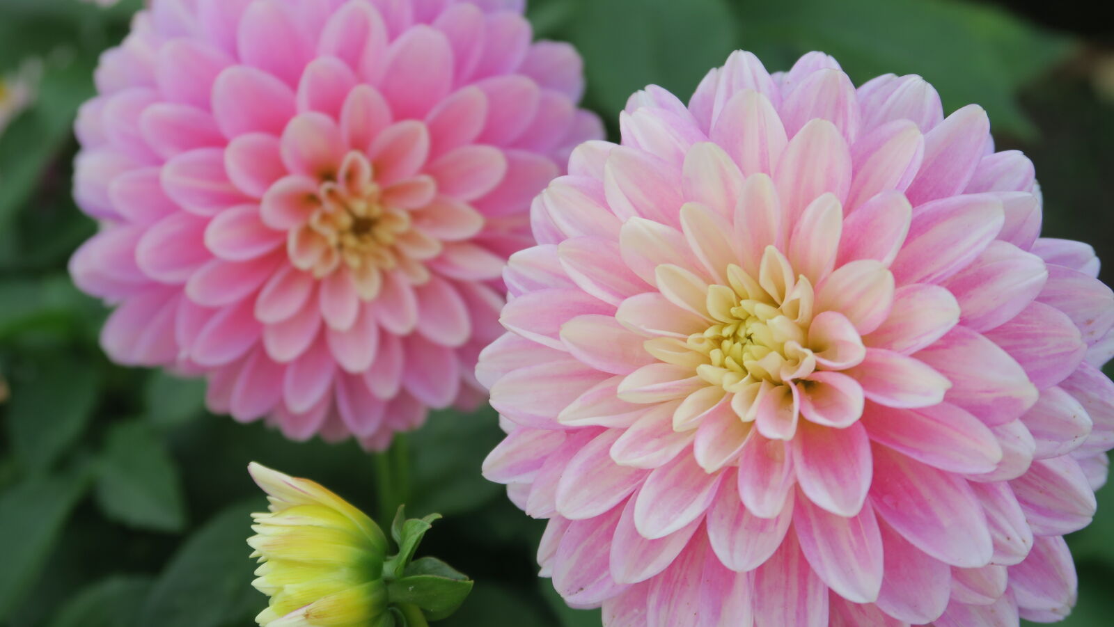 Canon PowerShot G7 X sample photo. Flower, flowers, nature, pink photography