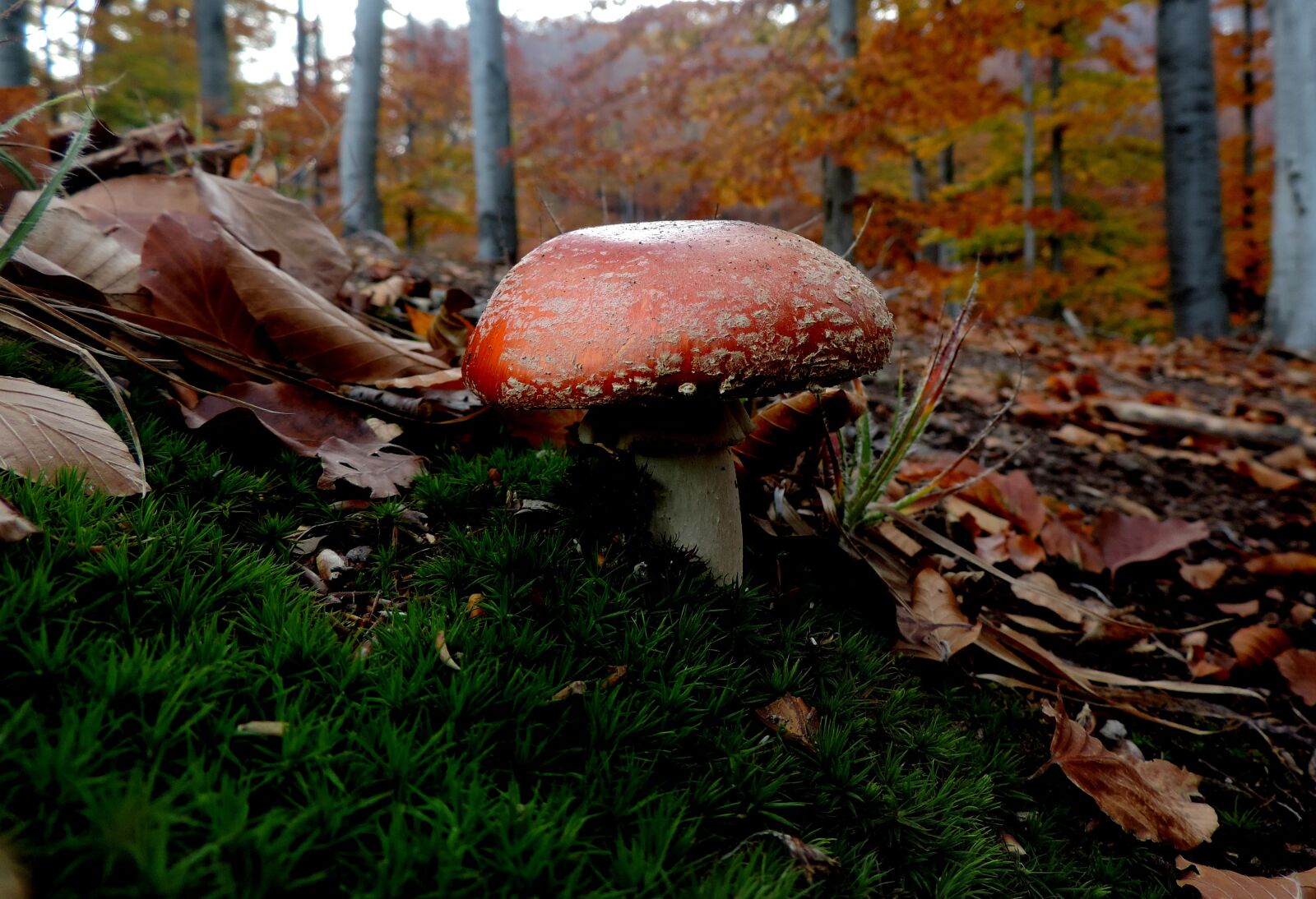 Nikon Coolpix P520 sample photo. Autumn, fly-agaric, forest photography