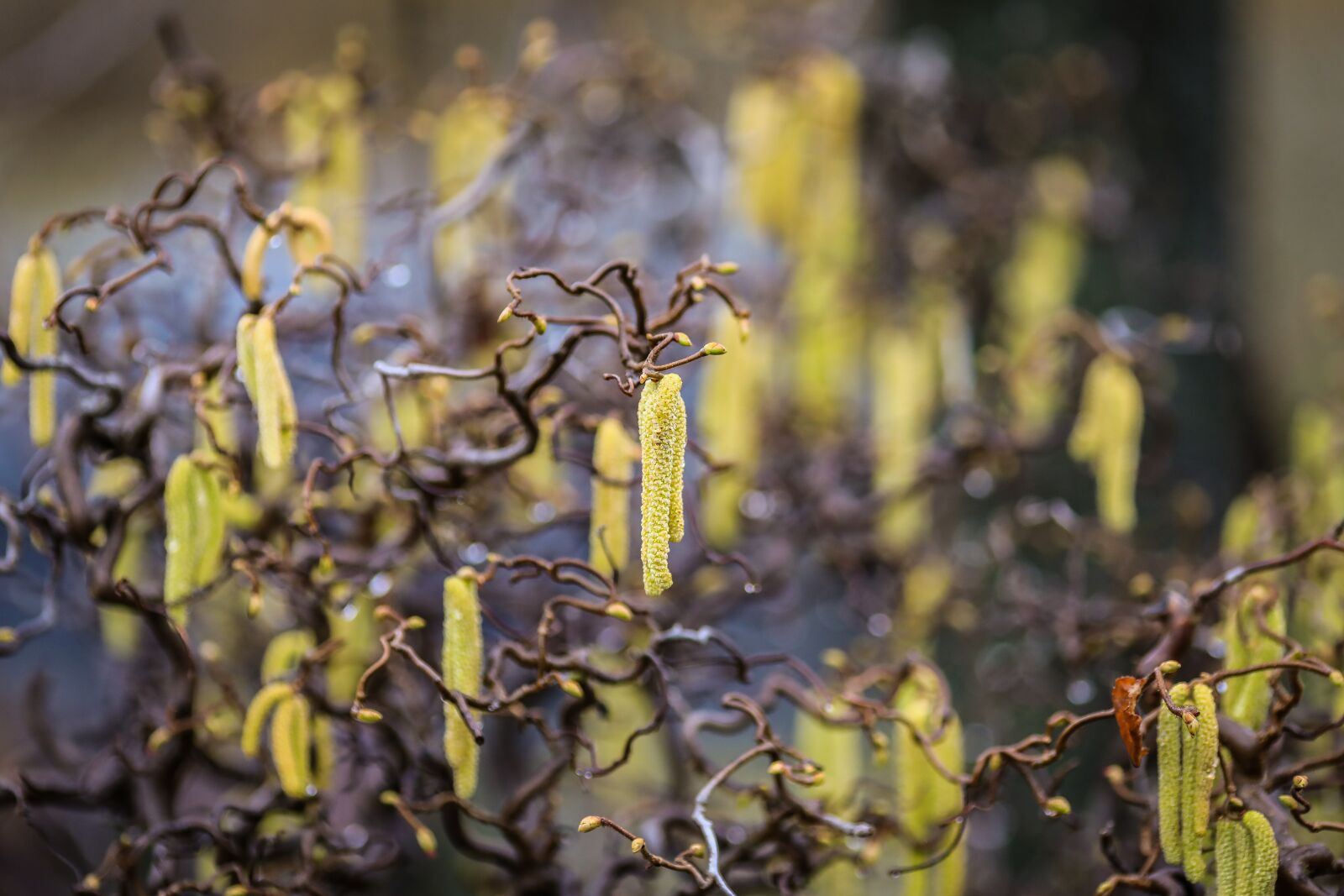 Canon EF 200mm F2.8L II USM sample photo. Hazel, peanut flower, peanut photography