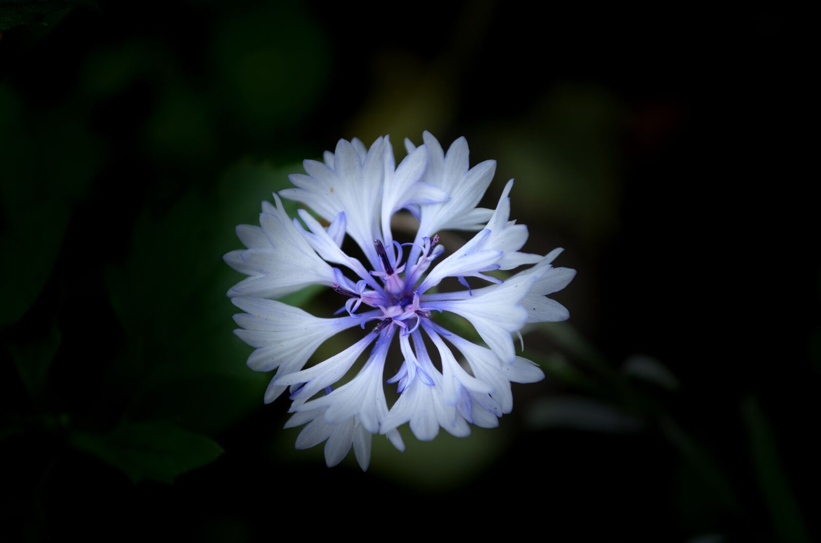 Nikon D5100 sample photo. Knapweed, flower, cornflowers photography