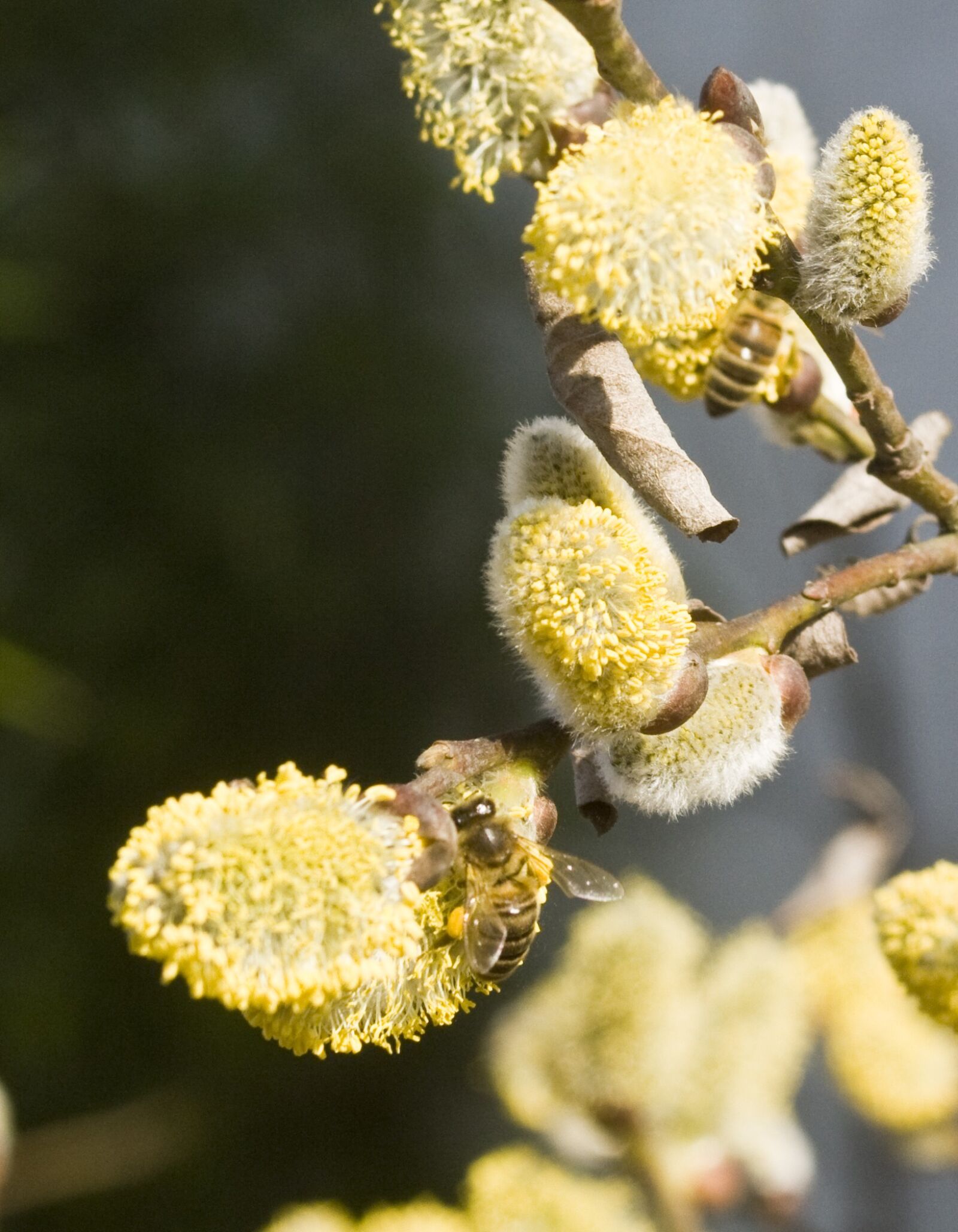 Canon EOS 1000D (EOS Digital Rebel XS / EOS Kiss F) sample photo. Willow catkin, pasture, kitten photography