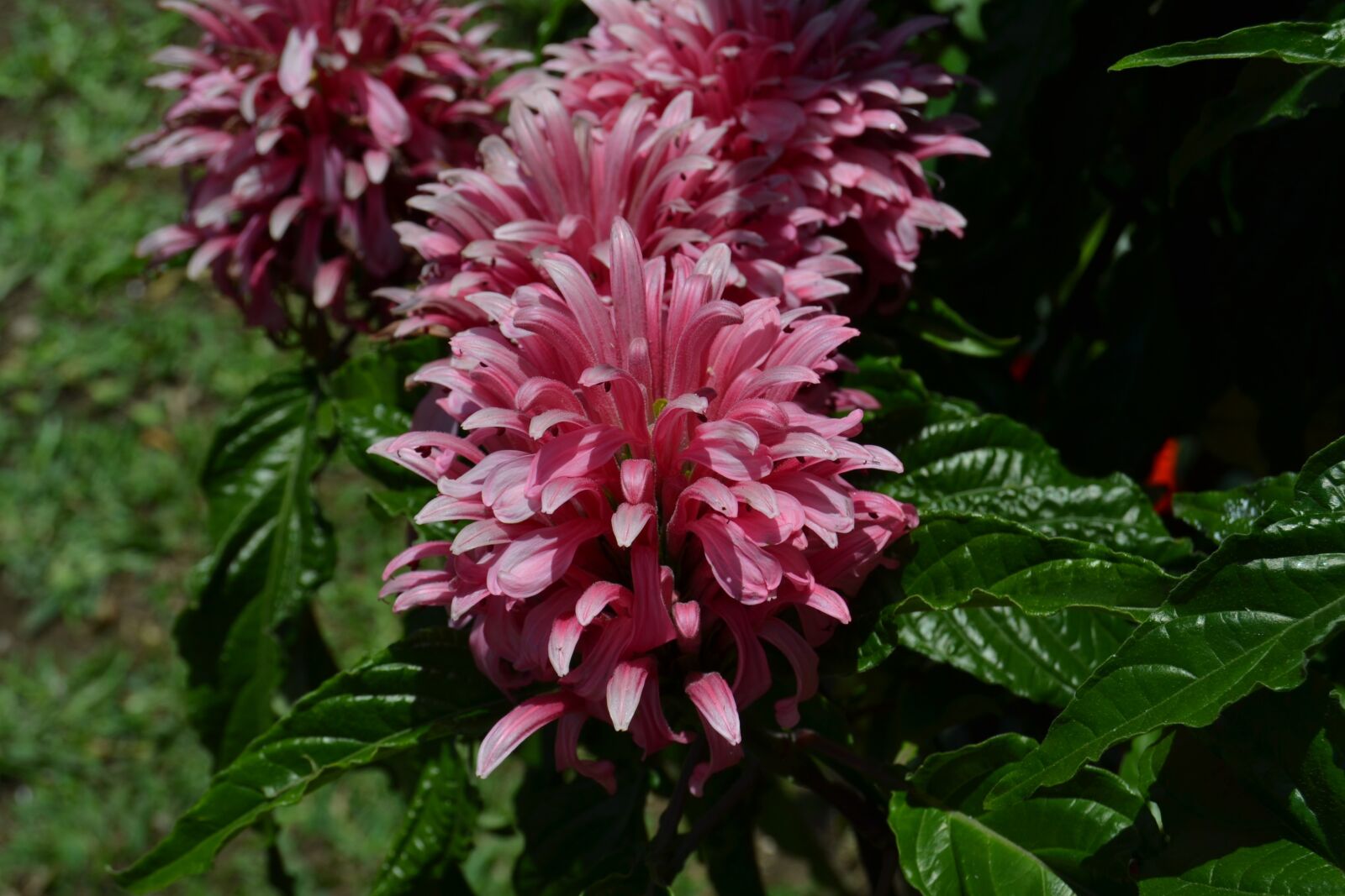 Nikon D3100 sample photo. Pink flower, nature, garden photography