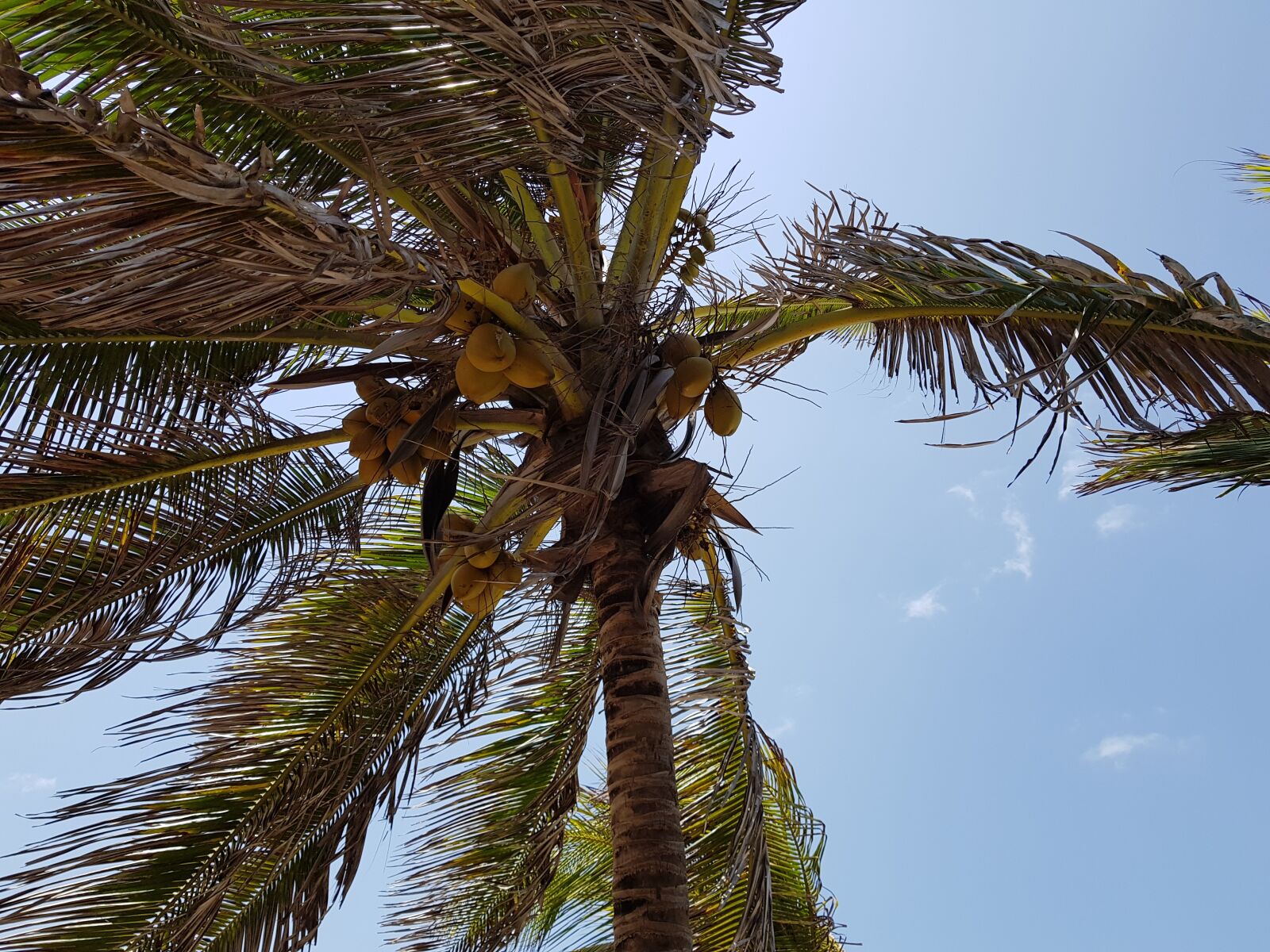 Samsung Galaxy S8+ sample photo. Tropical, arecaceae, tree photography